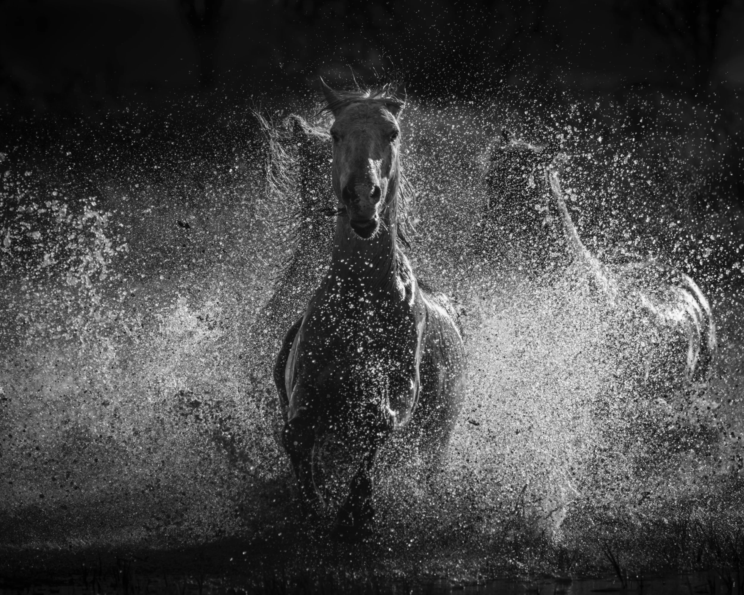 Silver Spray