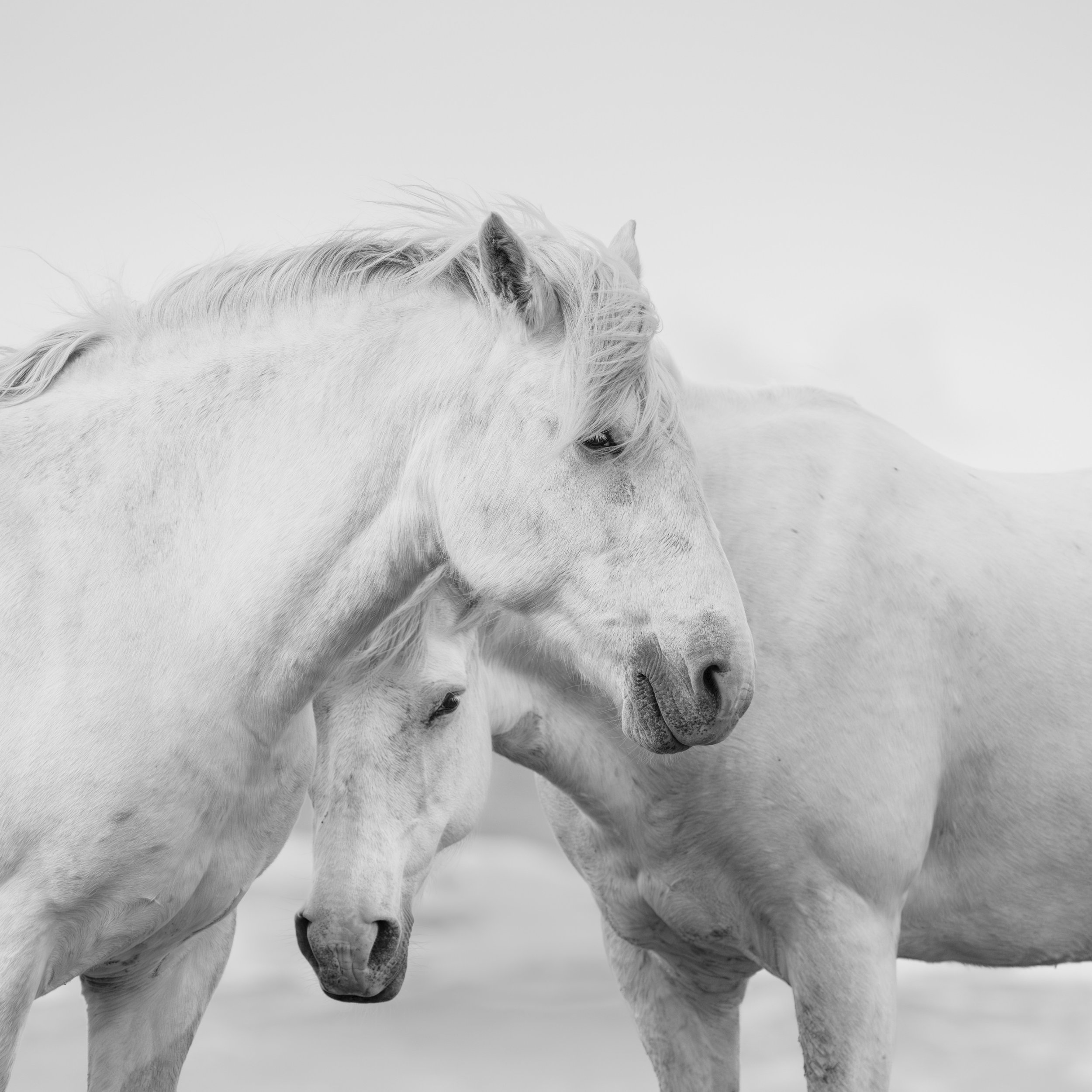 Harmony
