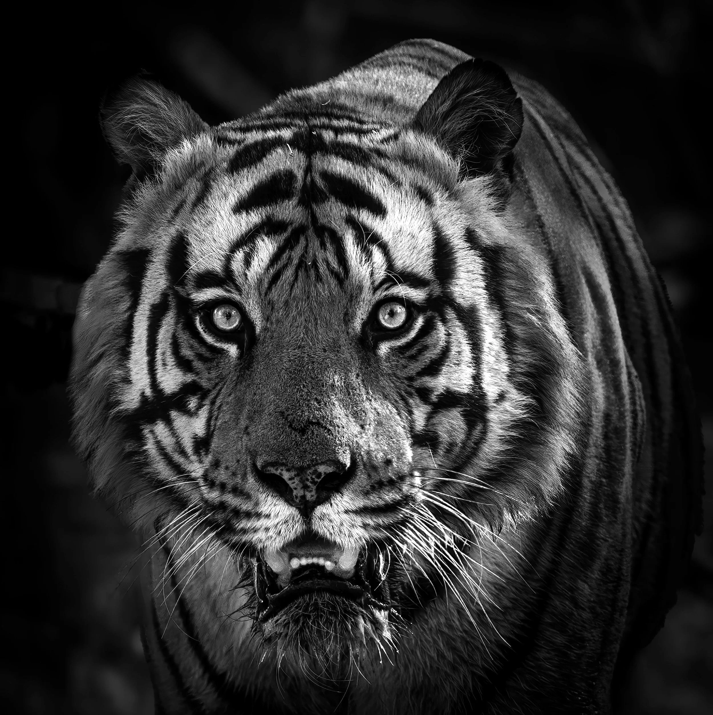 Tyger, Tyger (all)(behindthelens)(storiesfromtheroad)