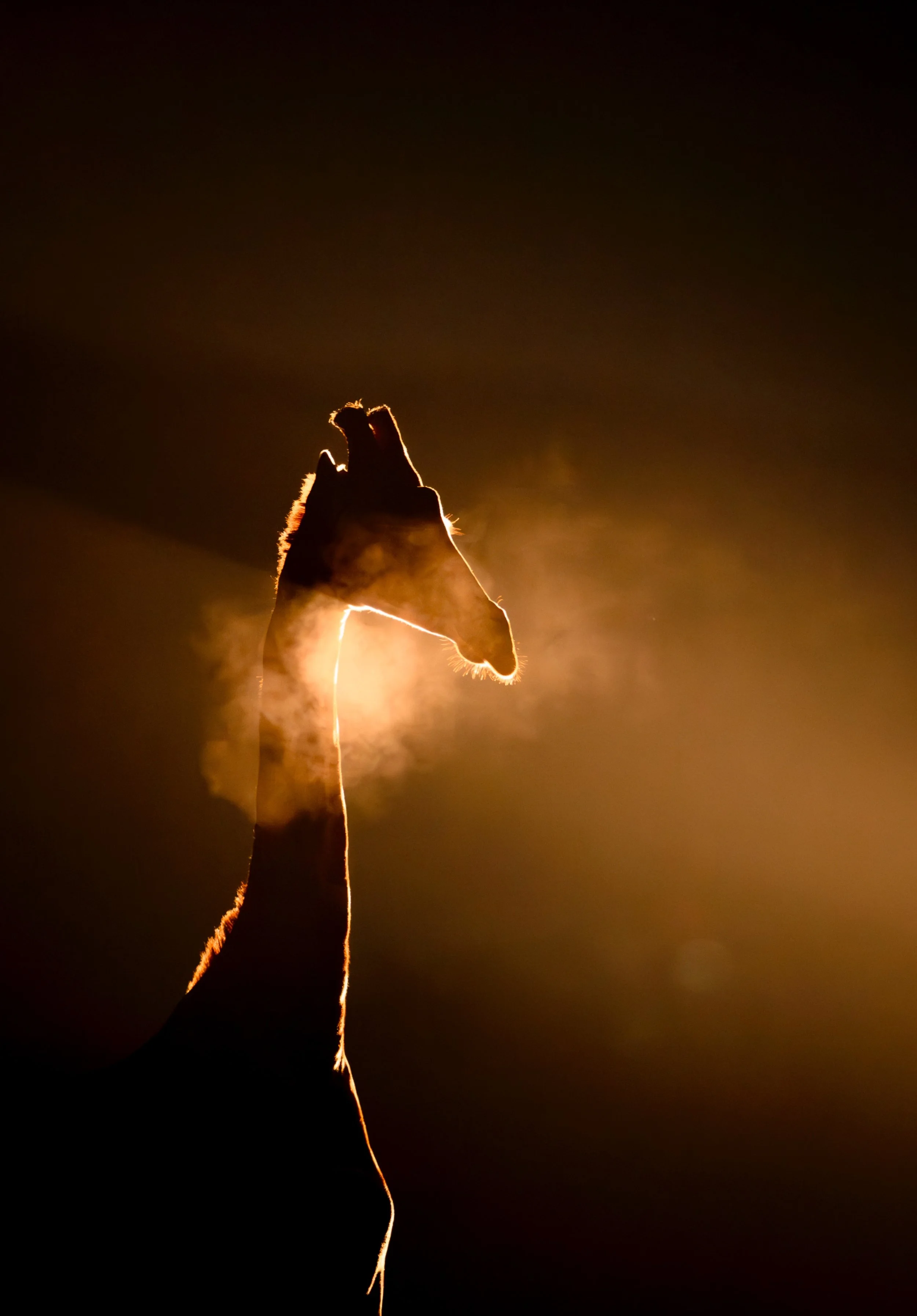 Dawn Exhale