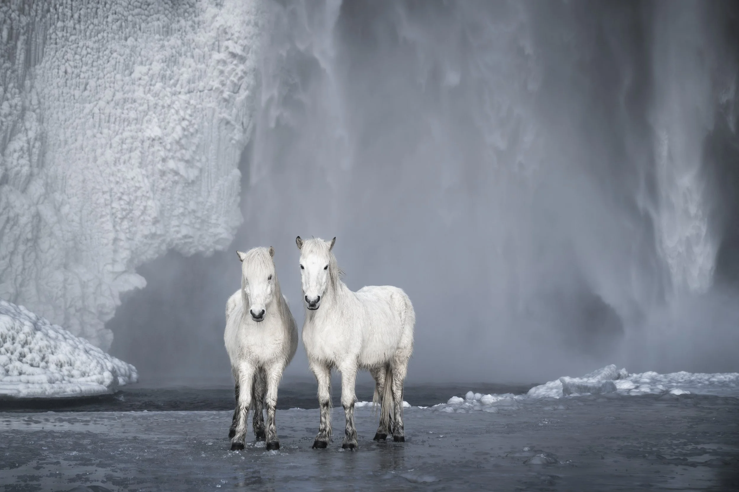 Equus Borealis