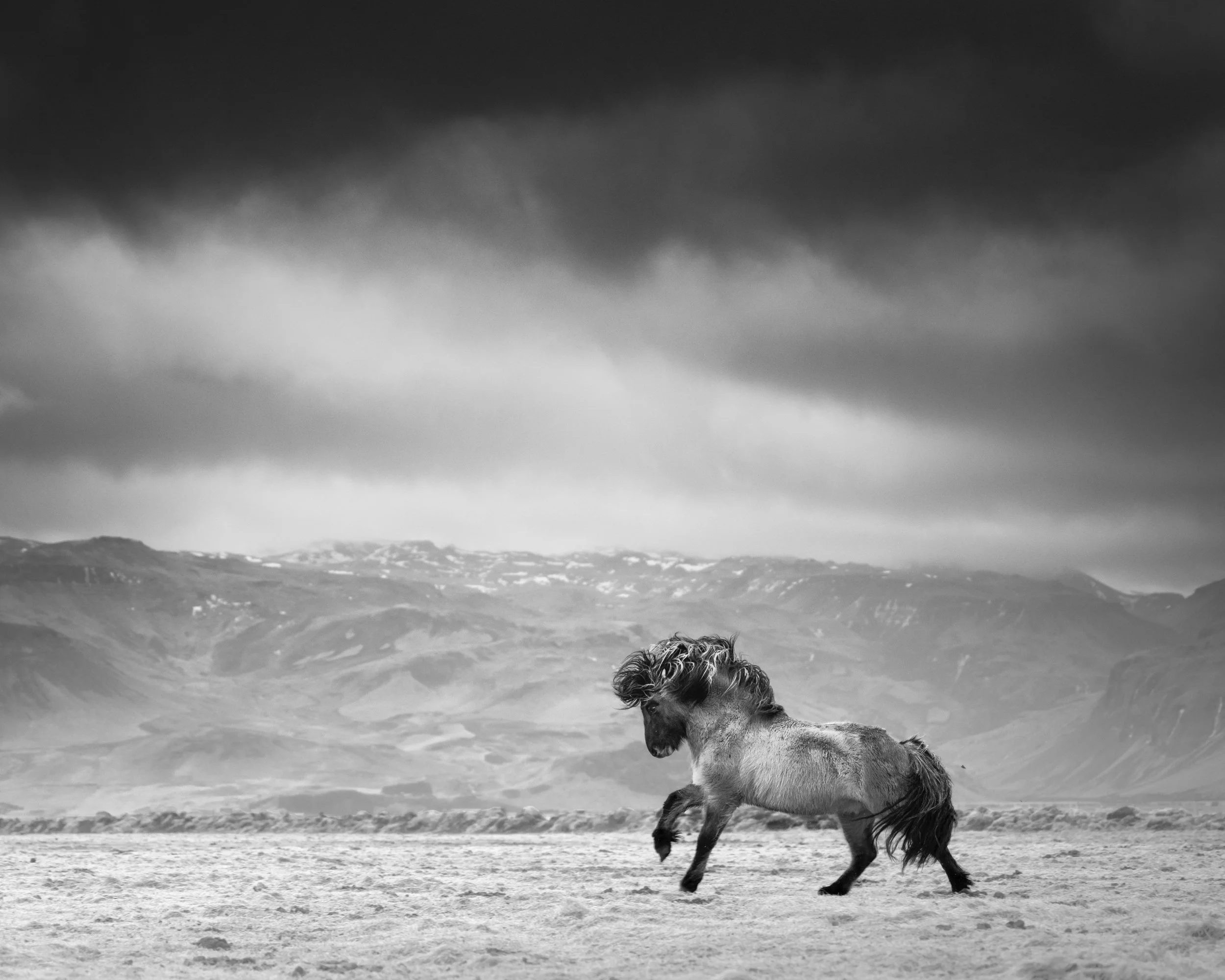 Storm Horse