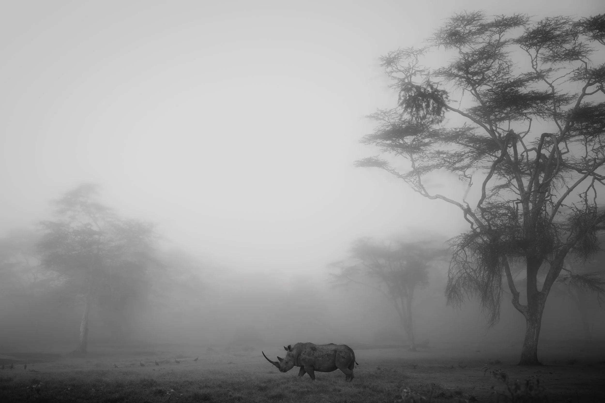 Movement in the Mist