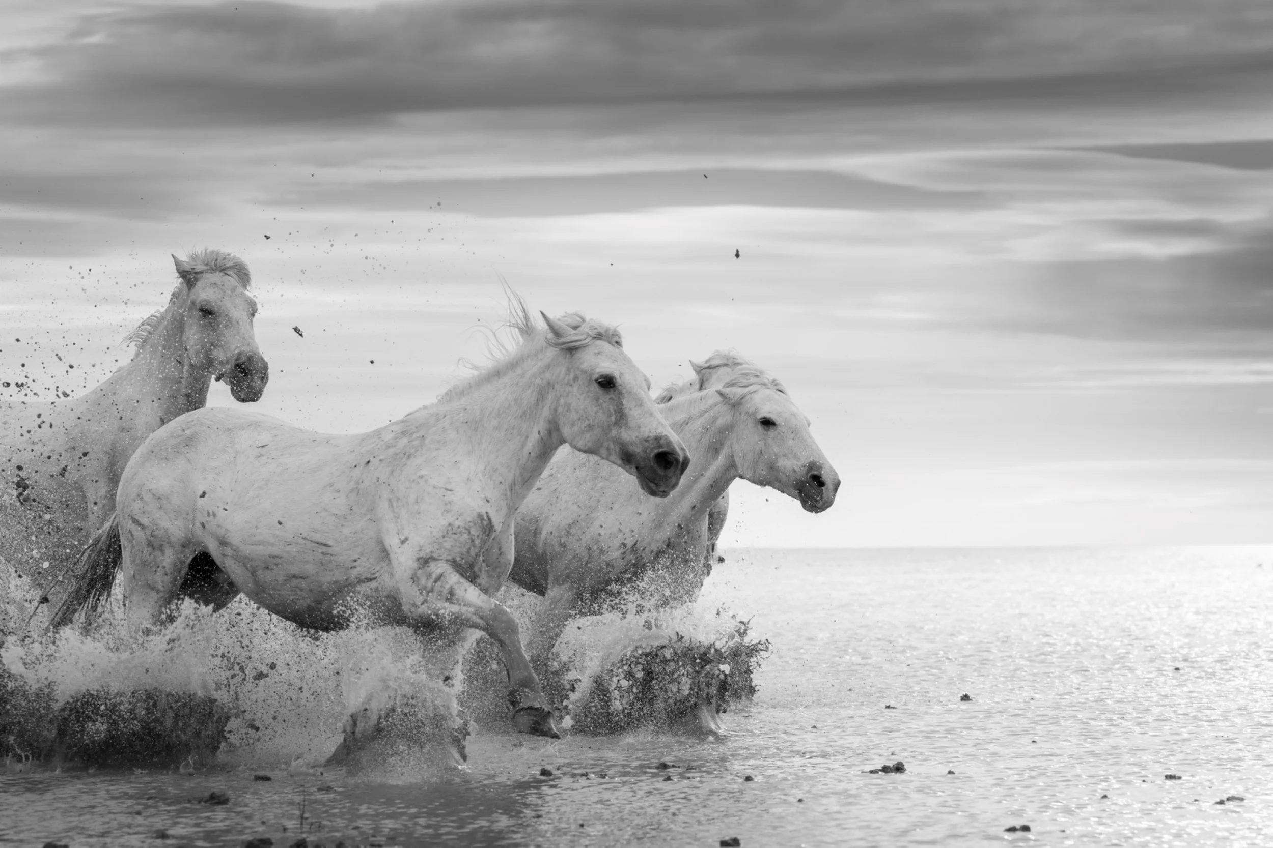 Free Spirits