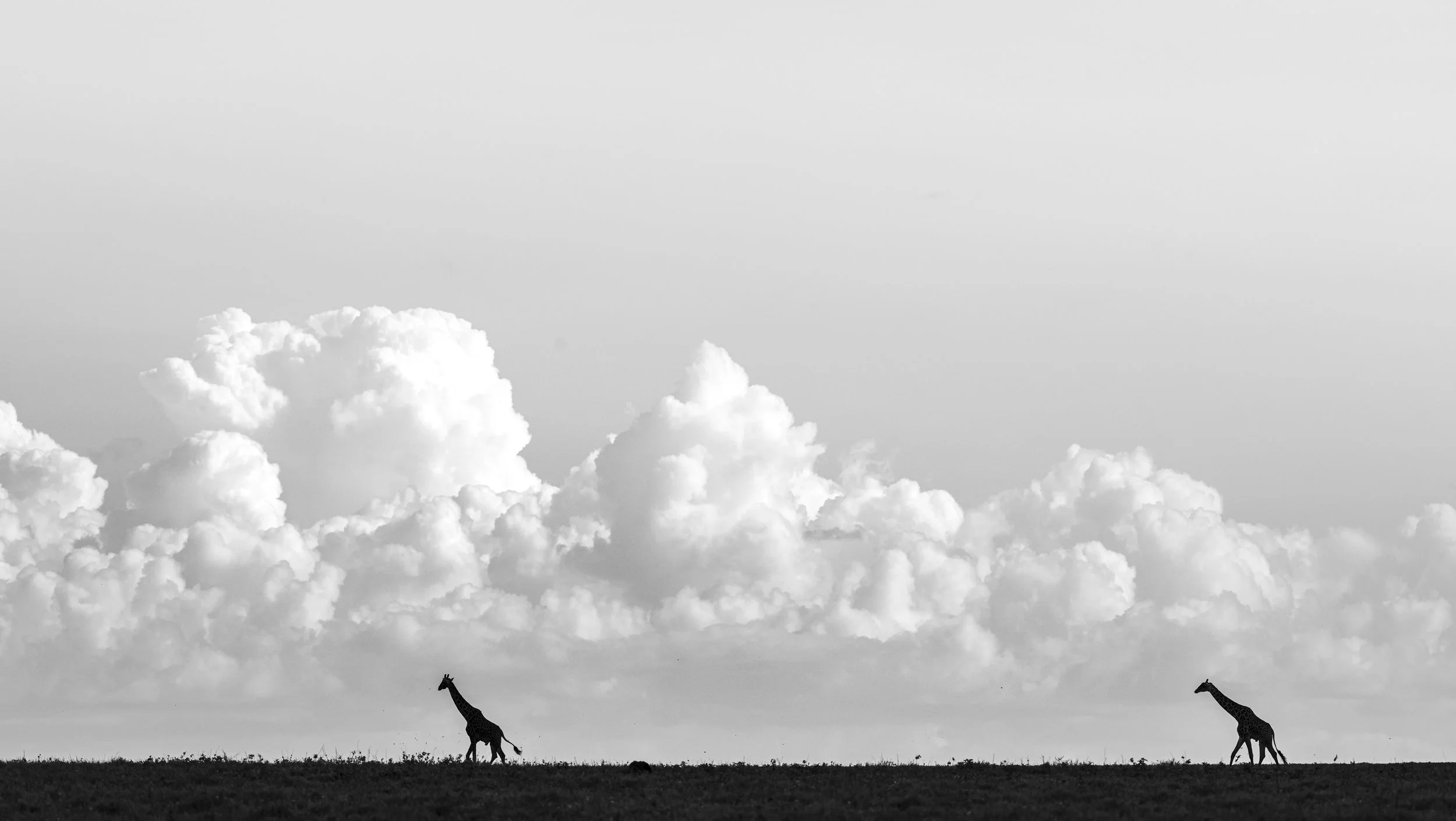 Open Plains