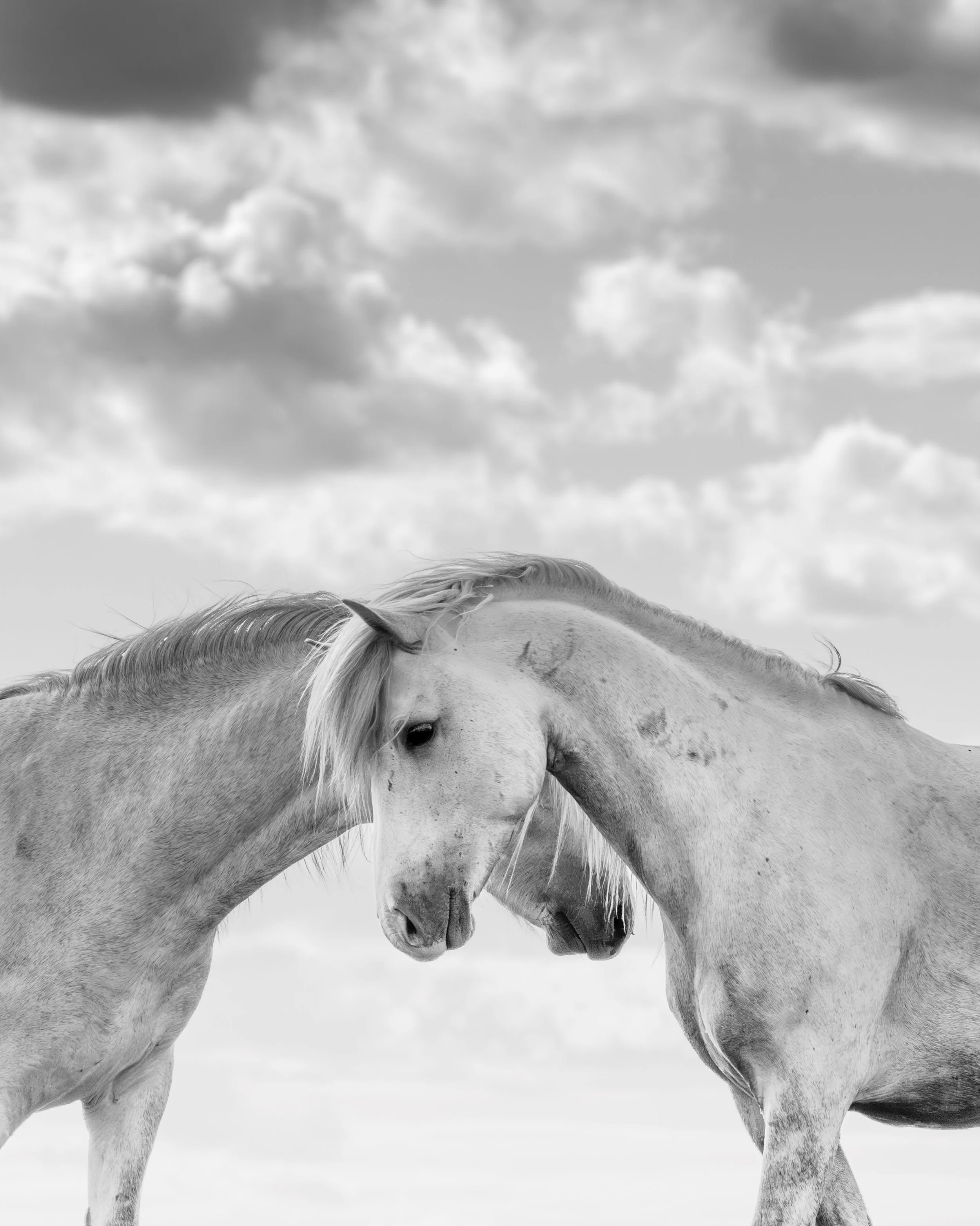 Camargue Crossing