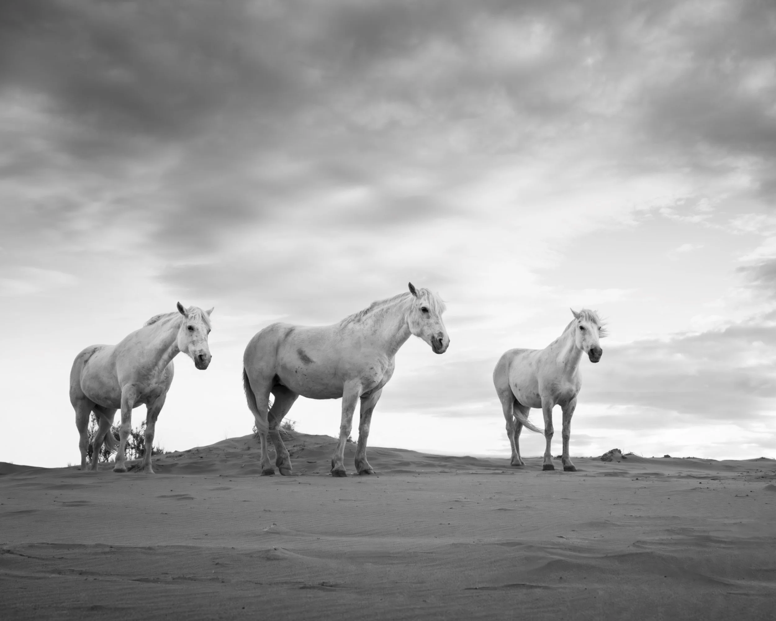 Manes in the Mistral