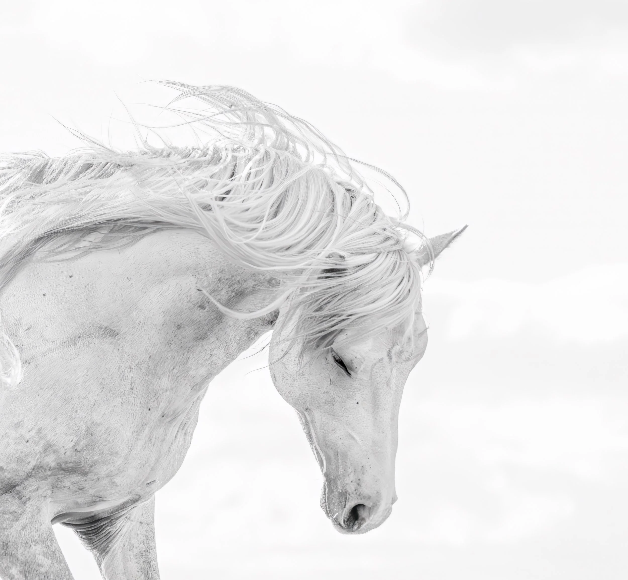 White Horse
