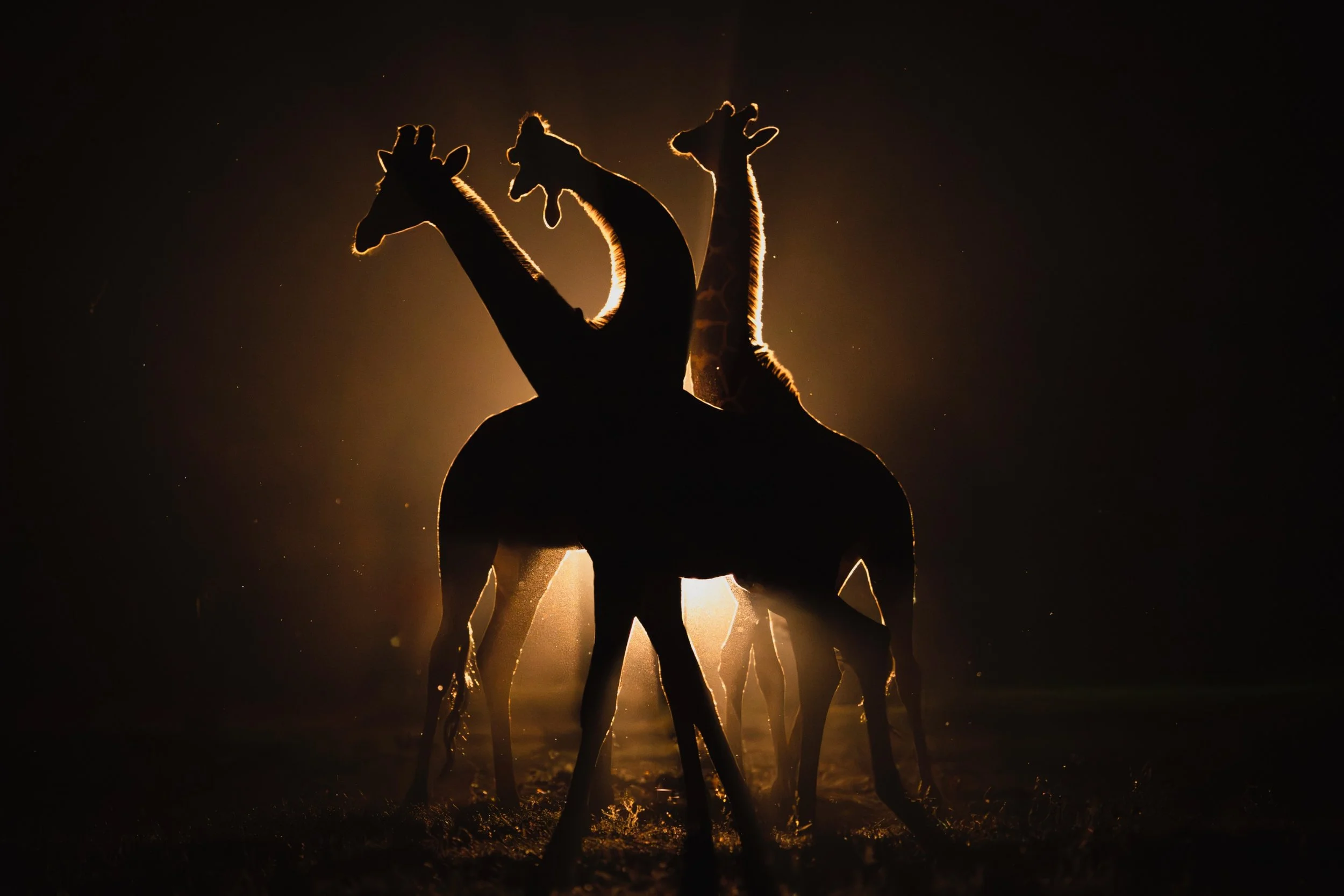 Midnight Dance
