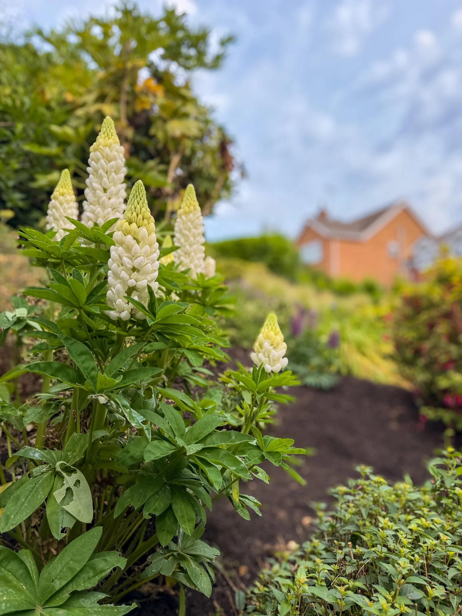 The Lupin Project