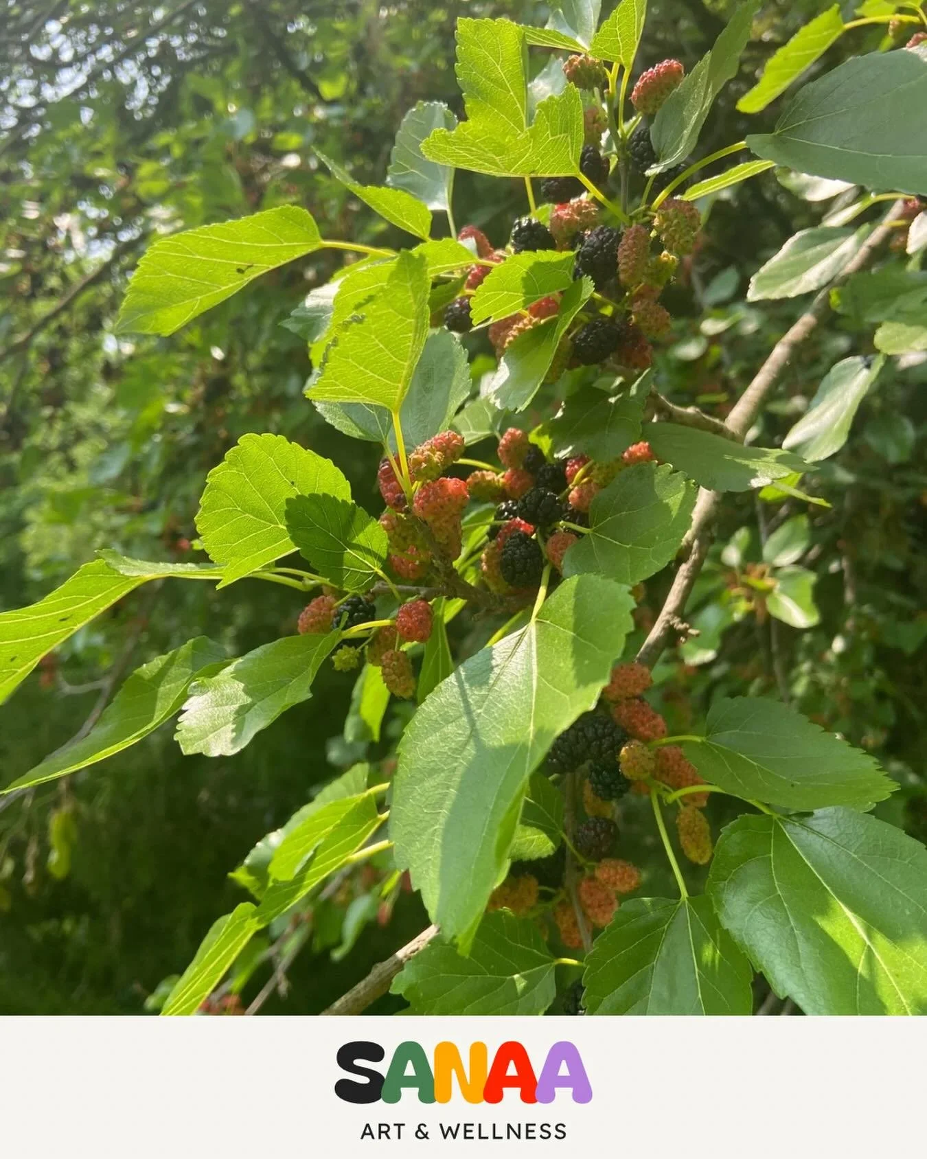 If you&rsquo;re in the South East, you may have noticed mulberry trees baring their fruit for the season. Did you know, mulberry leaves are high in antioxidants and rich in nutrients, including Vitamin C. They can be prepared in savory meals, a powde