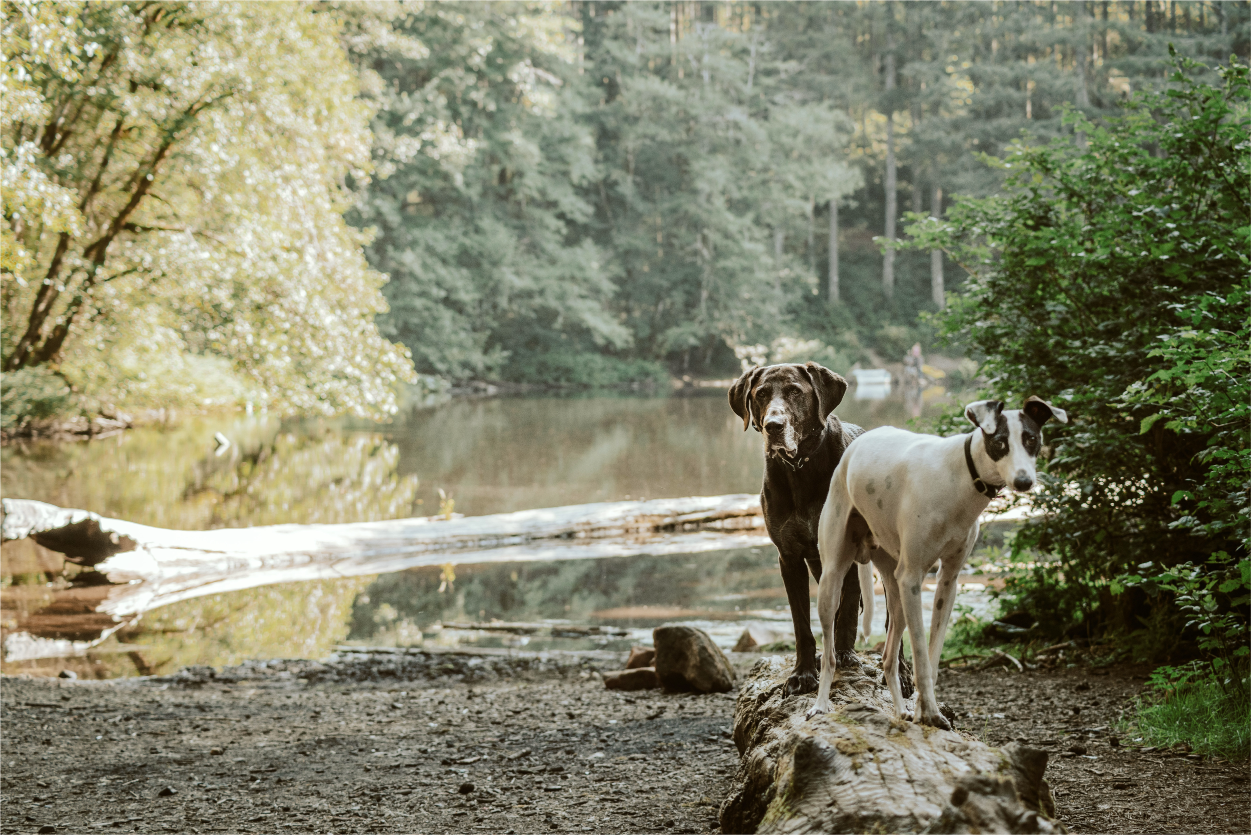 dogs in the forest, doggy adventures anchorage