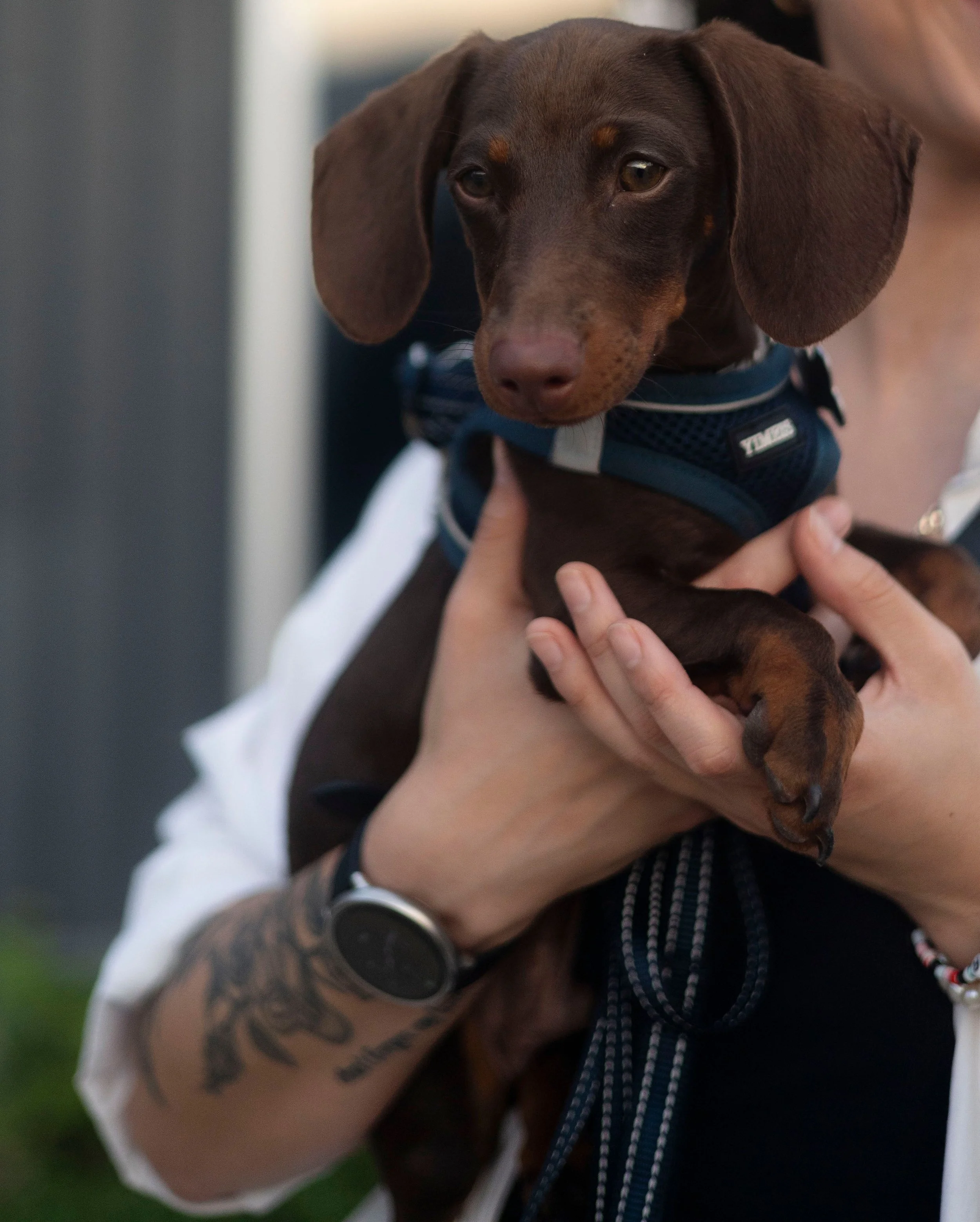 owner holding their dog, dog sitting anchorage