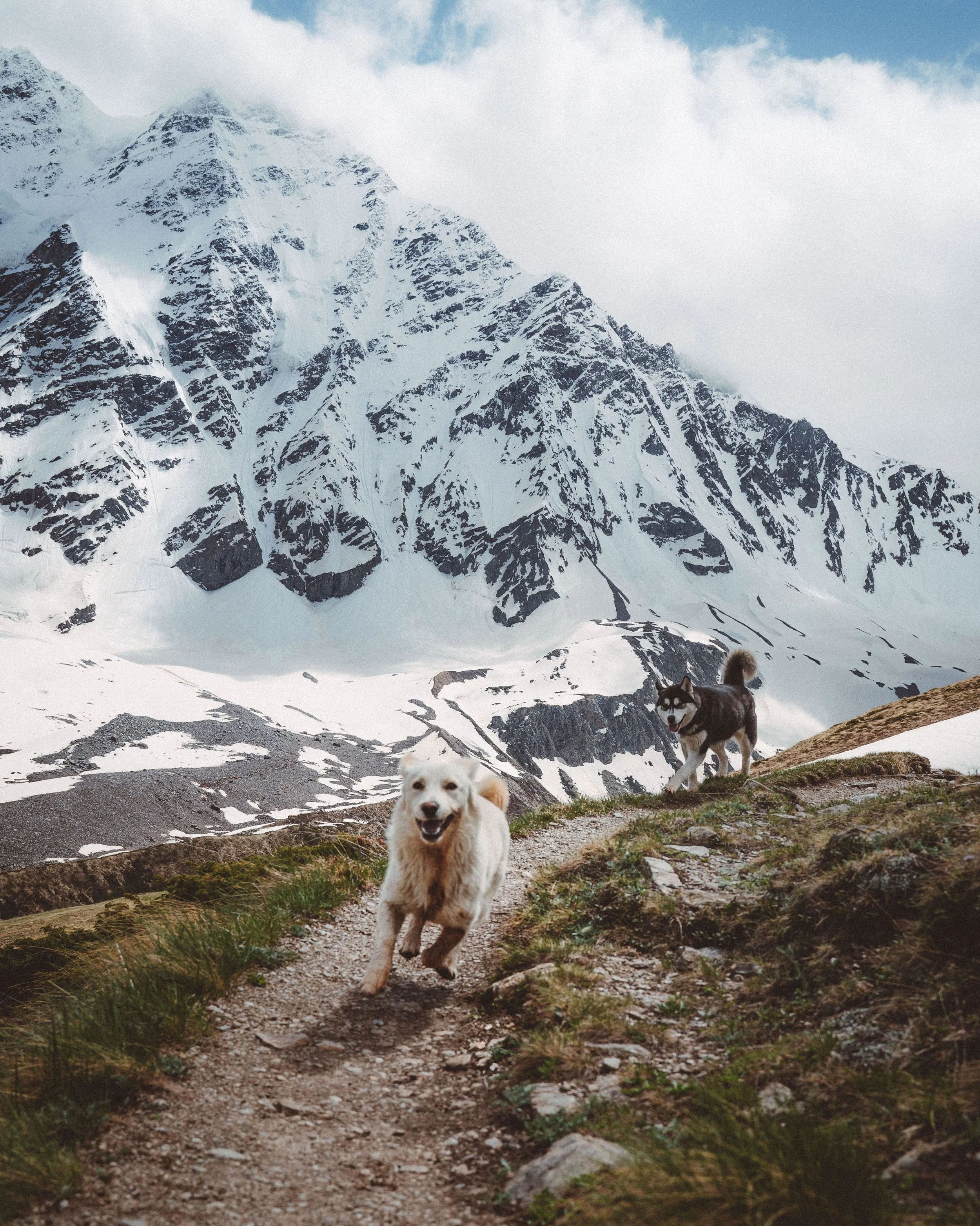 two dogs running in a rugged mountain landscape, doggy day care anchorage