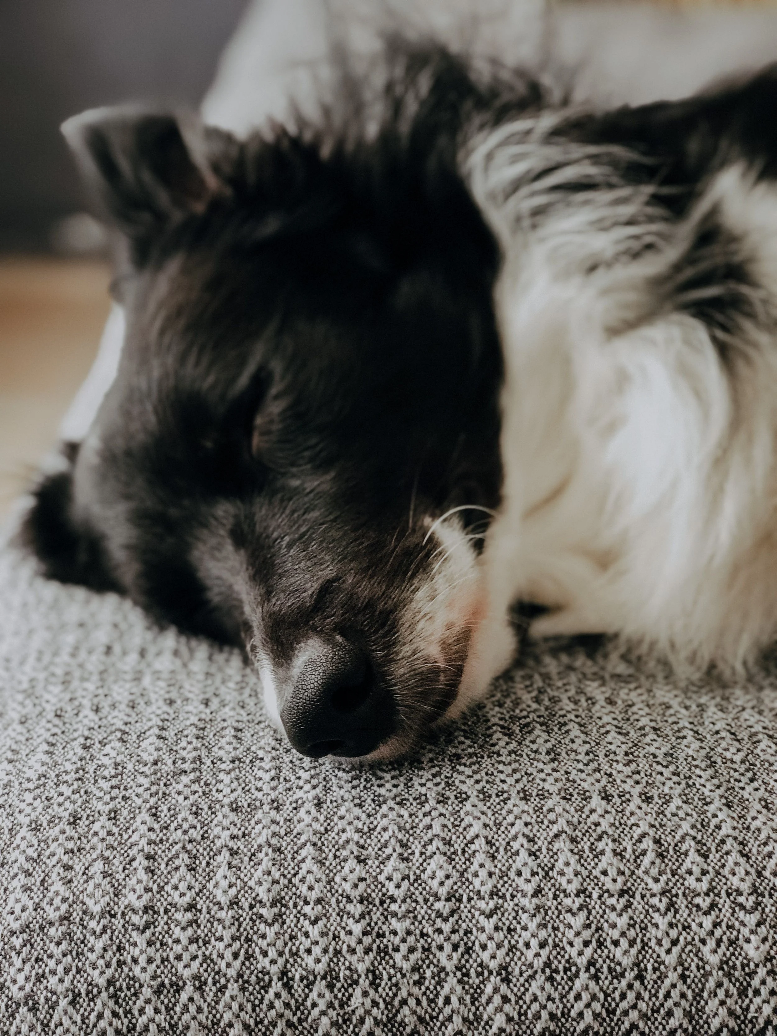 border collie dog sleeping on a couch, dog boarding anchorage