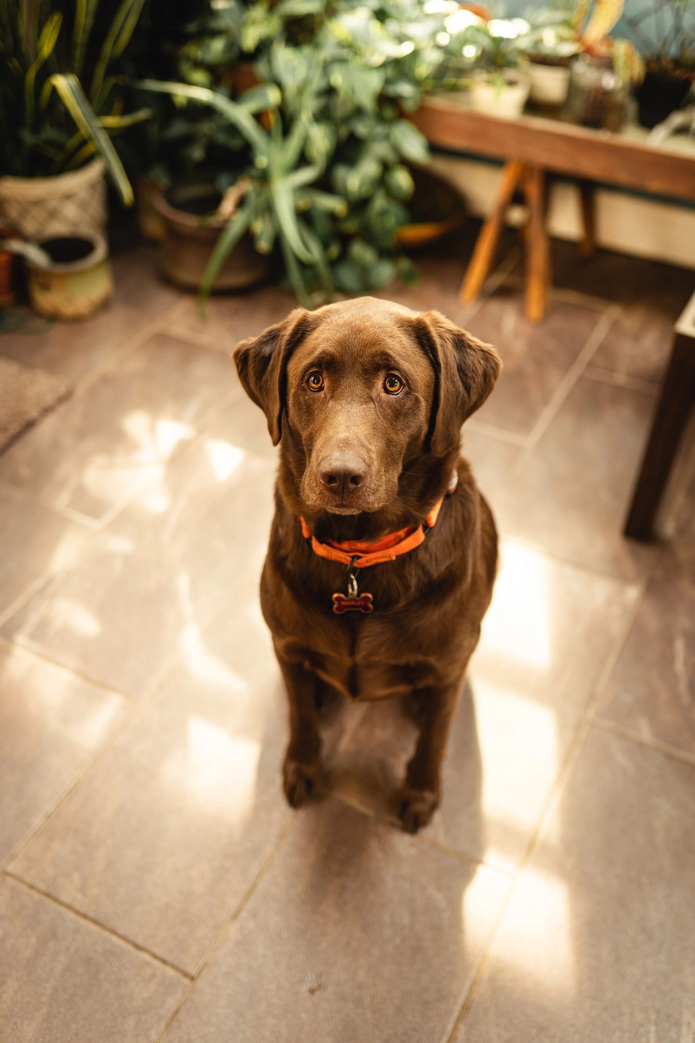 chocolat lab dog, anchorage dog sitting services in your home
