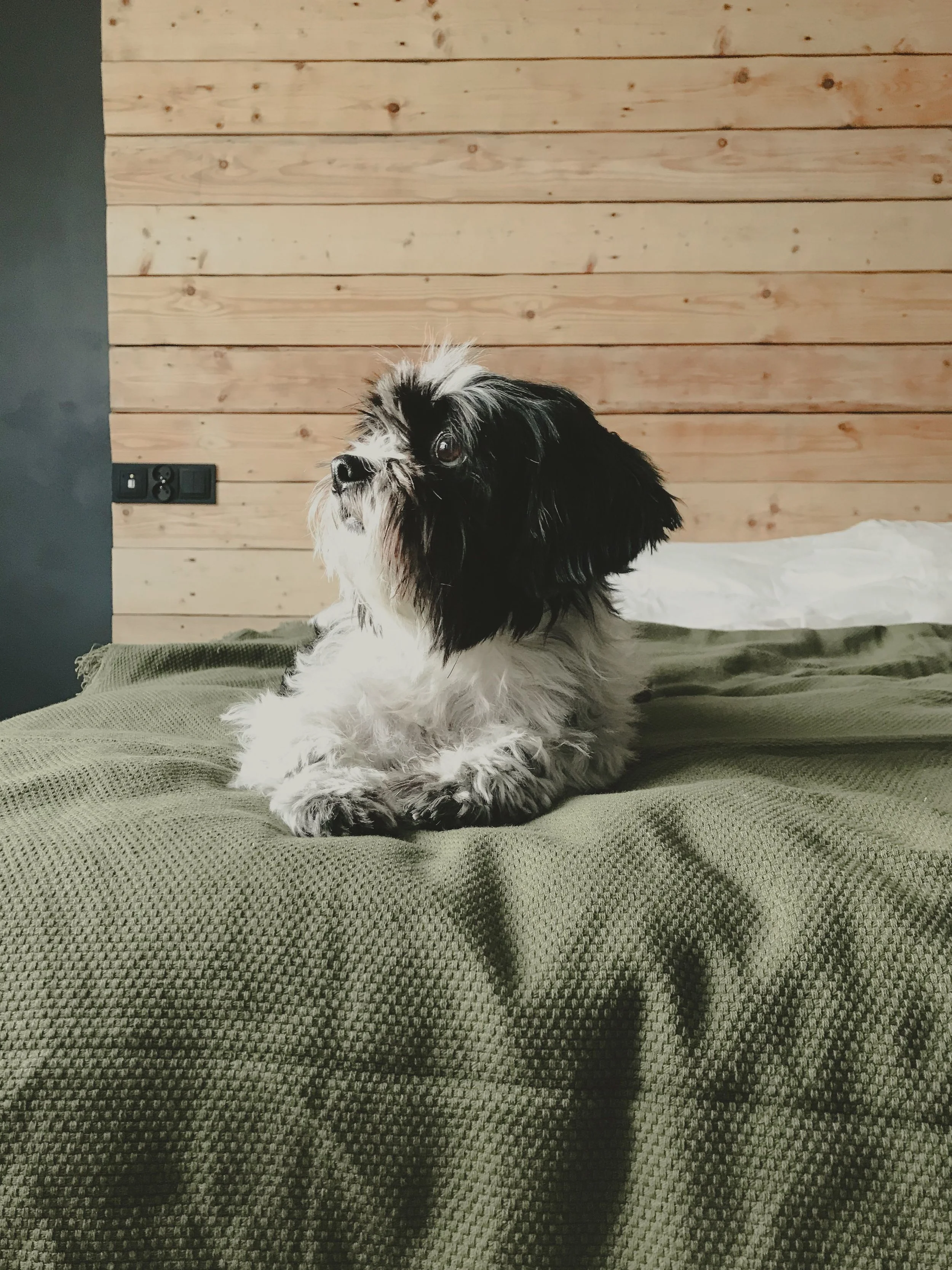 dog sitting on a bed, dog boarding anchorage