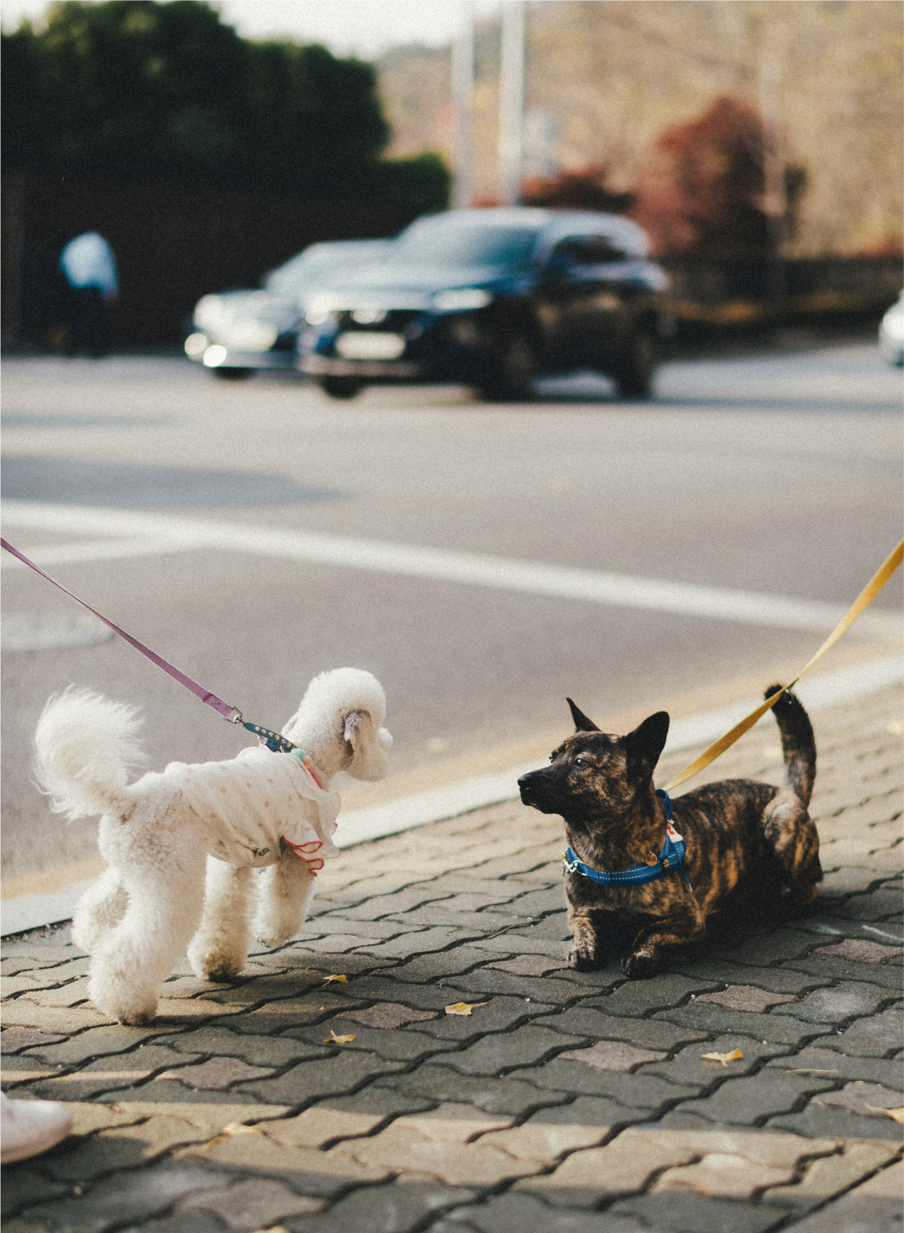 two dogs walking, dog sitting anchorage