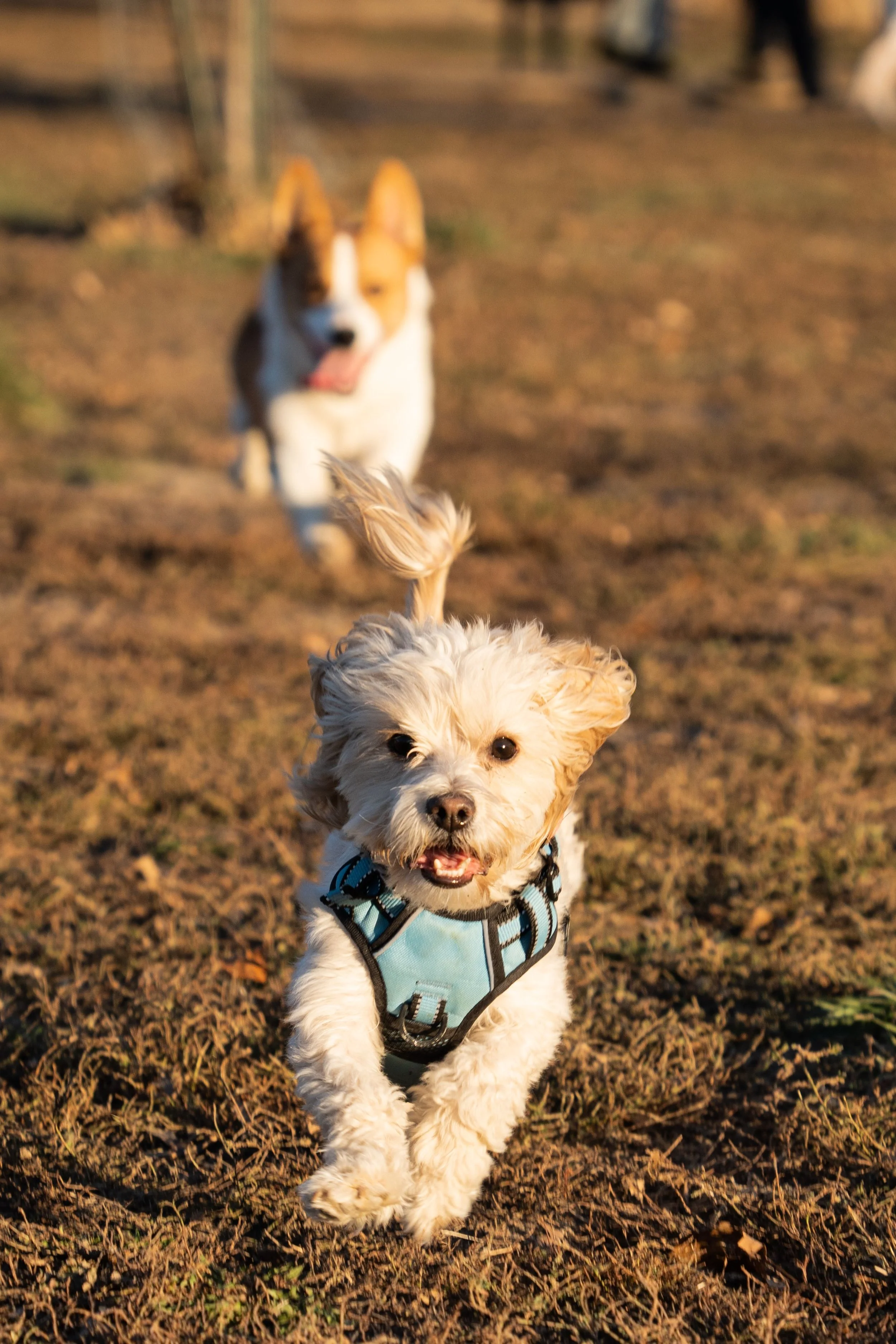 dogs running, doggy adventures in anchorage
