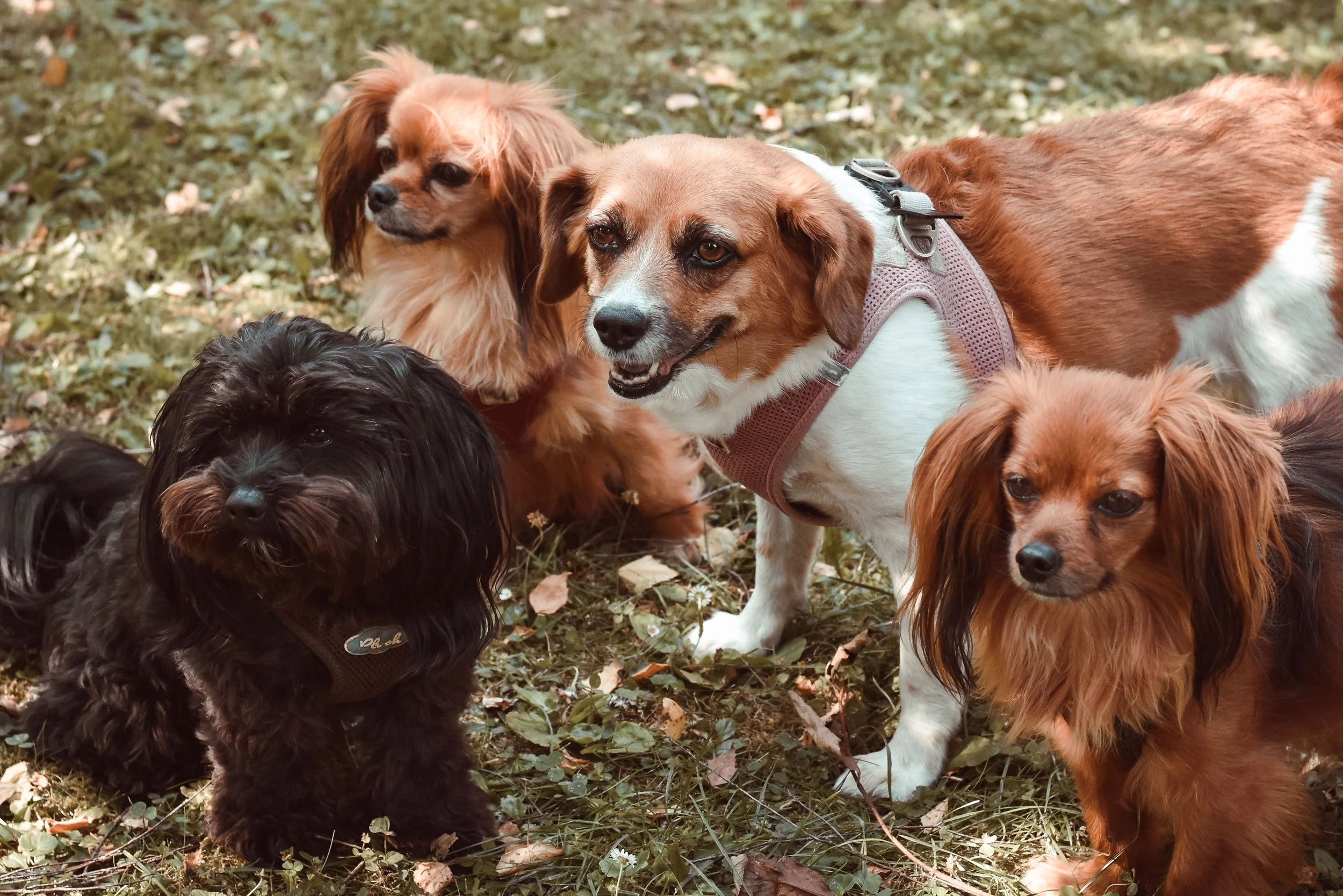 group of small dogs, dog walking anchorage