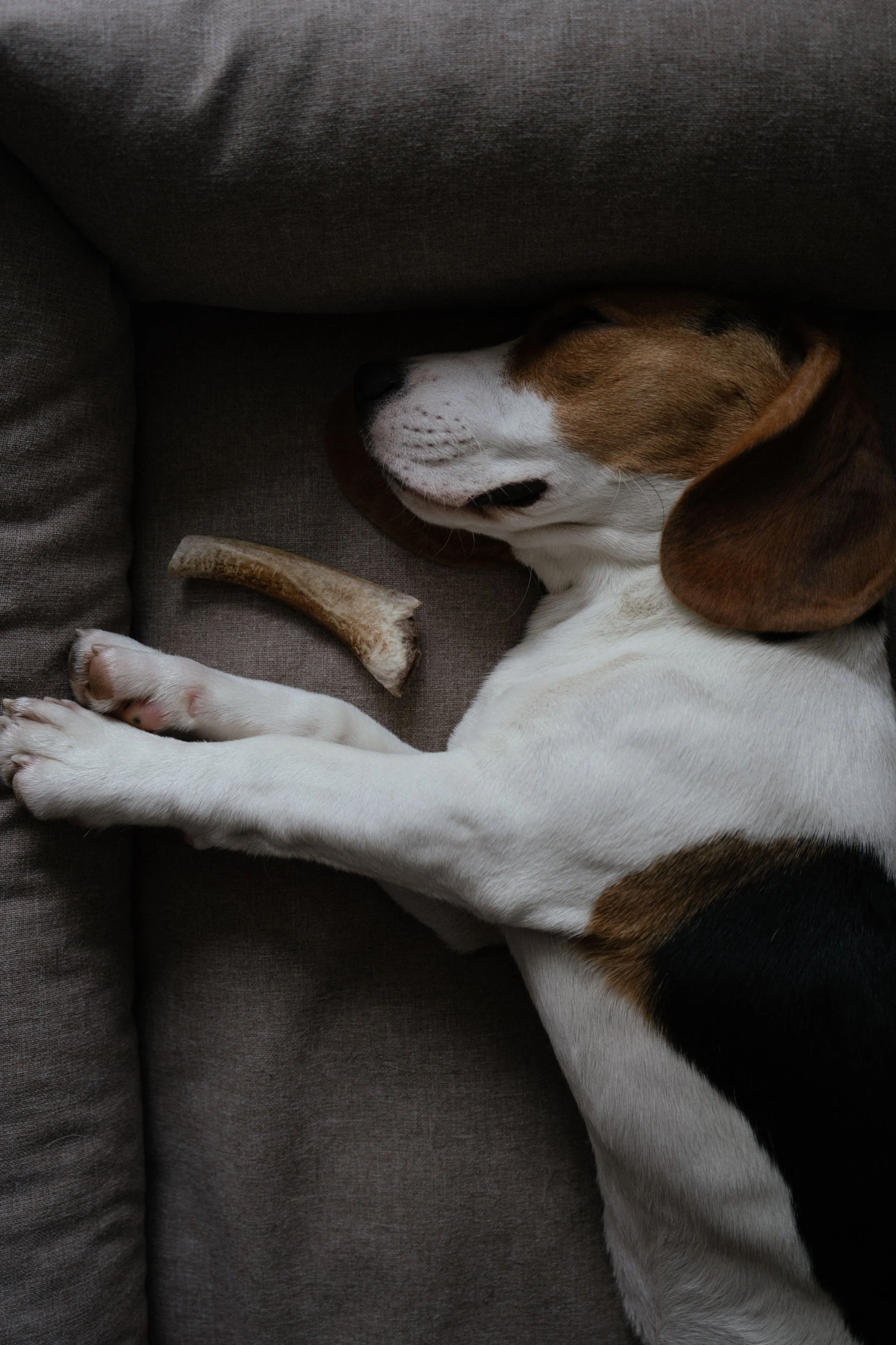dog sleeping on a couch, dog boarding anchorage