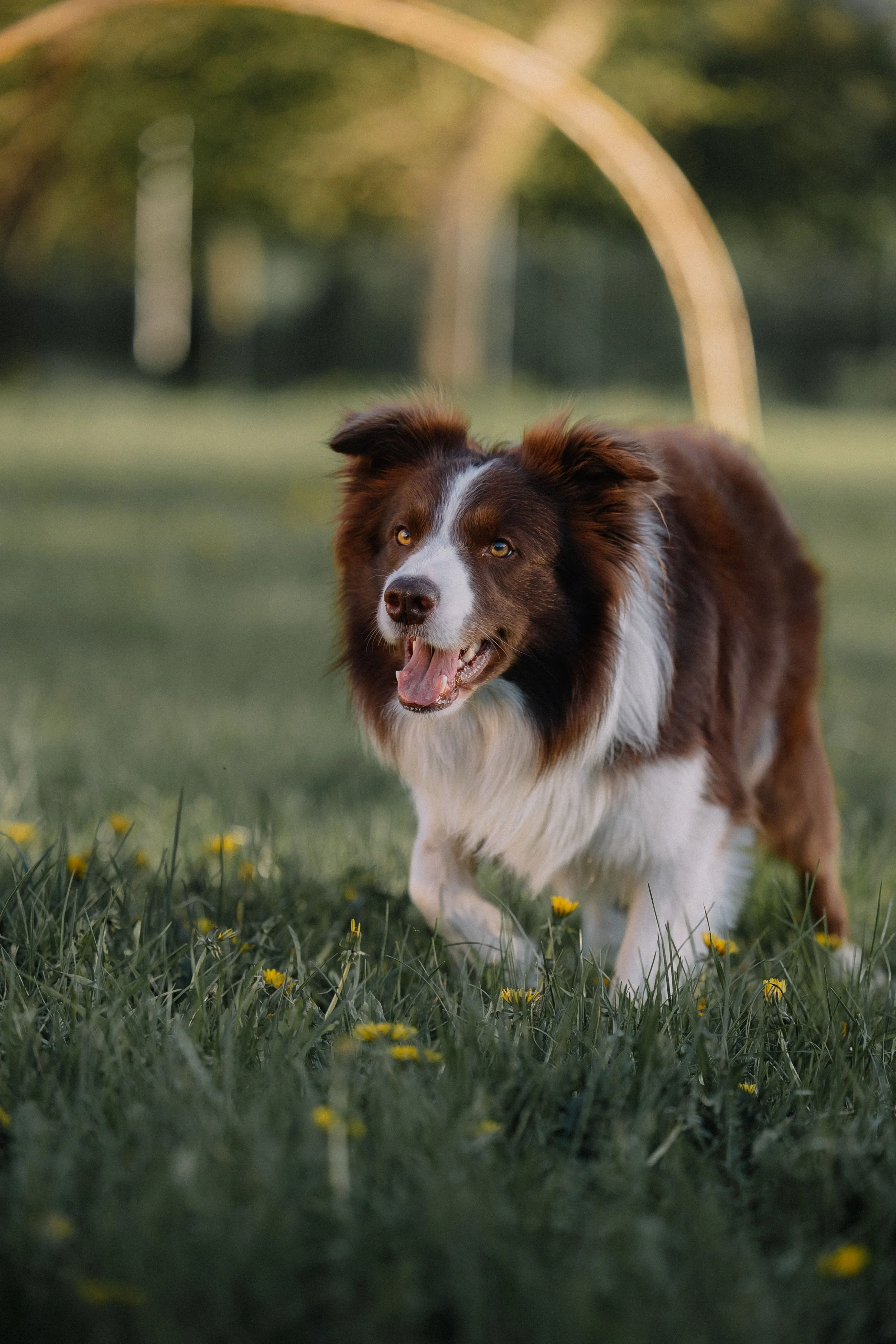 border collie dog, dog sitting anchorage