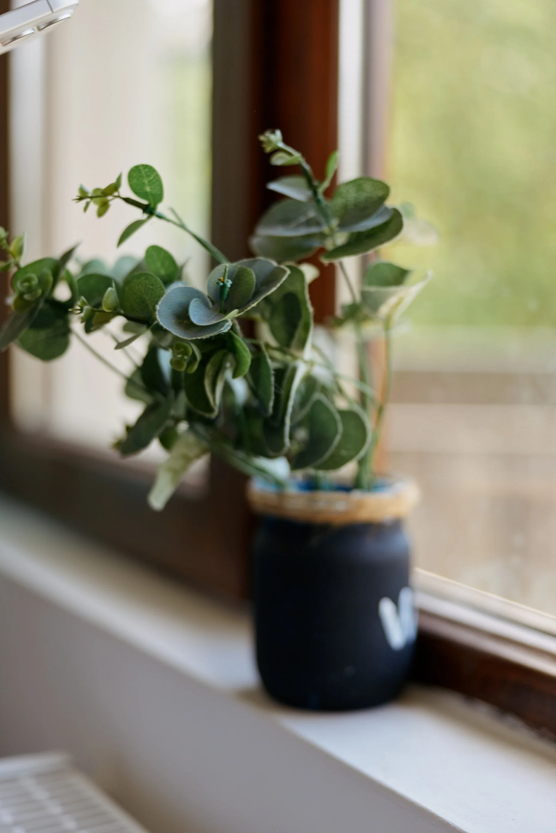 Petite plante verte aux feuilles rondes dans un pot sombre posé sur un rebord de fenêtre en bois, éclairée par la lumière du jour. 