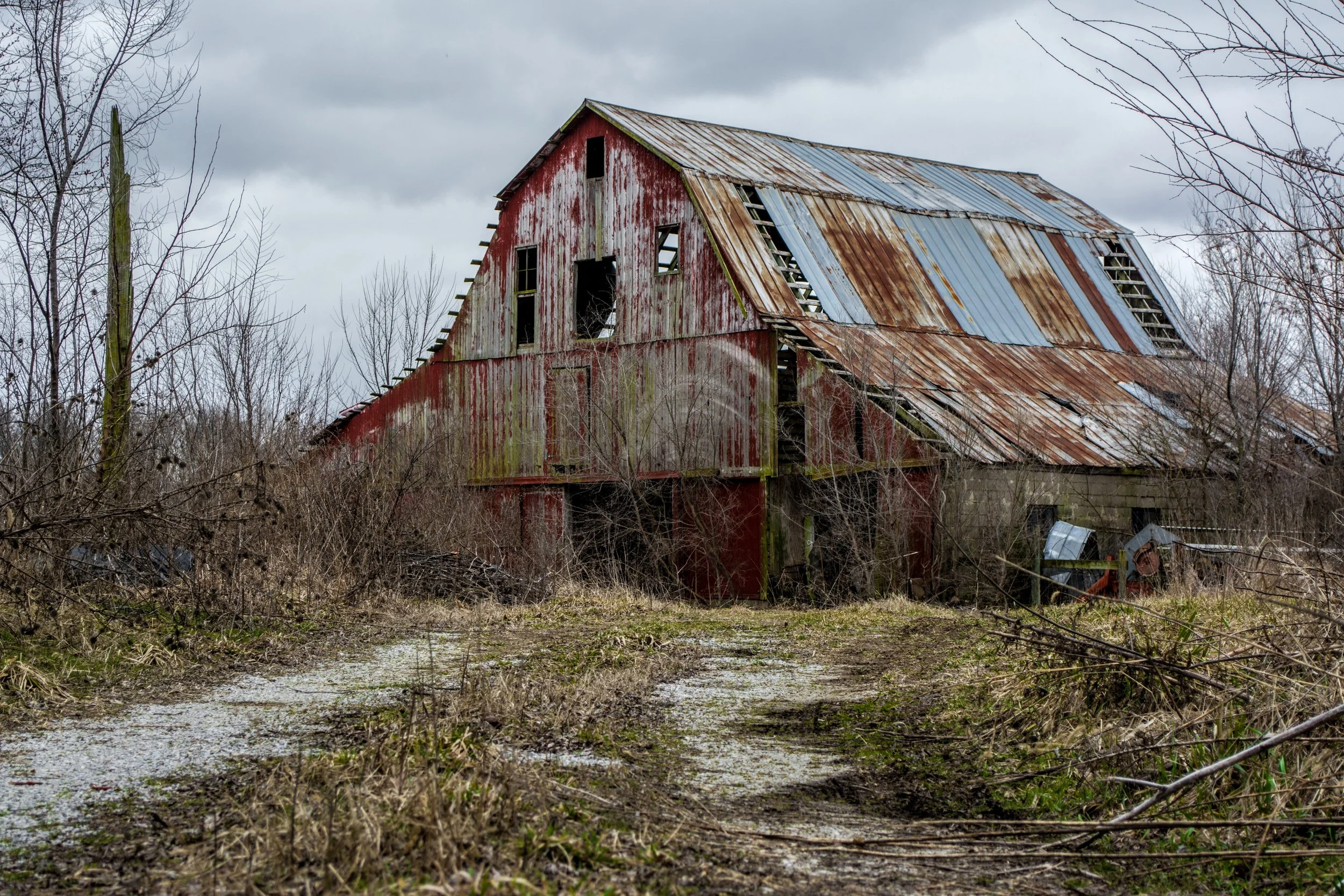 Vieille grange rouge en bois, au toit partiellement rouillé, envahie par la végétation, dans un paysage rural sous un ciel gris.