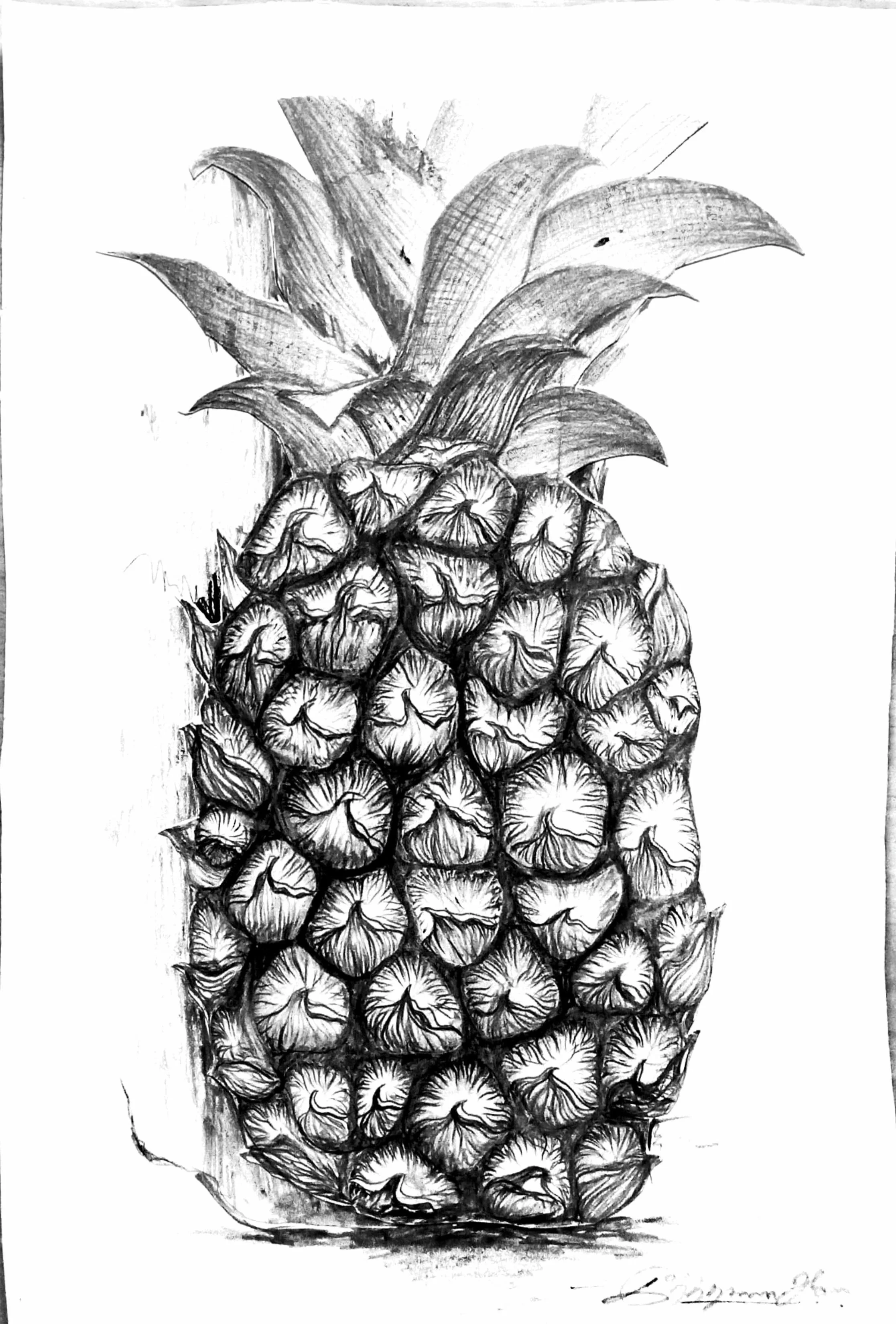 'Pineapple' graphite  on a 5.8" x 8.3" sketchbook 