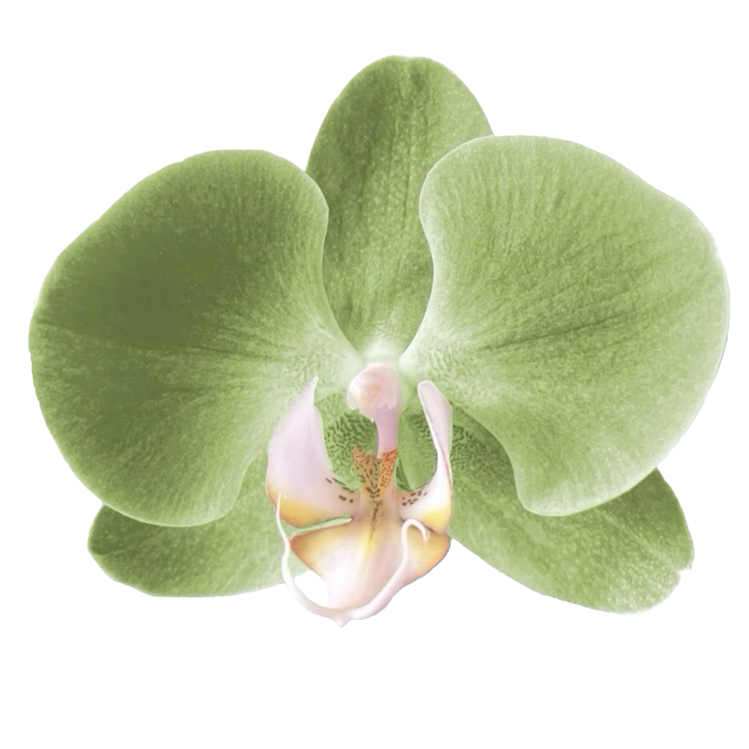 Close-up of a green orchids flower with three broad petals and a detailed center.