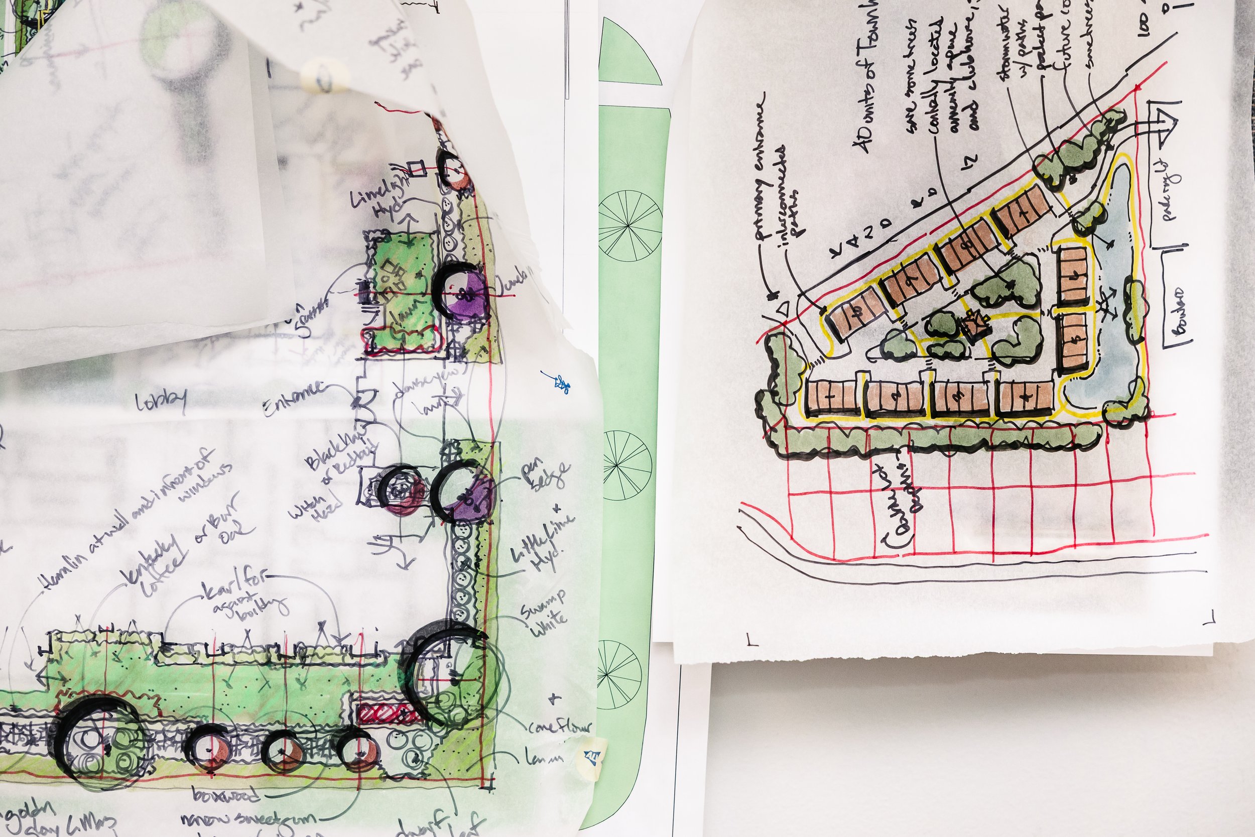 Hand-drawn landscape design plan showing a community park with labels indicating features like lollipop hydrangea, swamp white oak, and coneflower. The design includes pathways, trees, a lawn area, and other landscaping details.