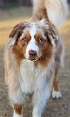 Séance d'éducation comportementaliste canin pour de la réactivité congénère sur la côte d'azur