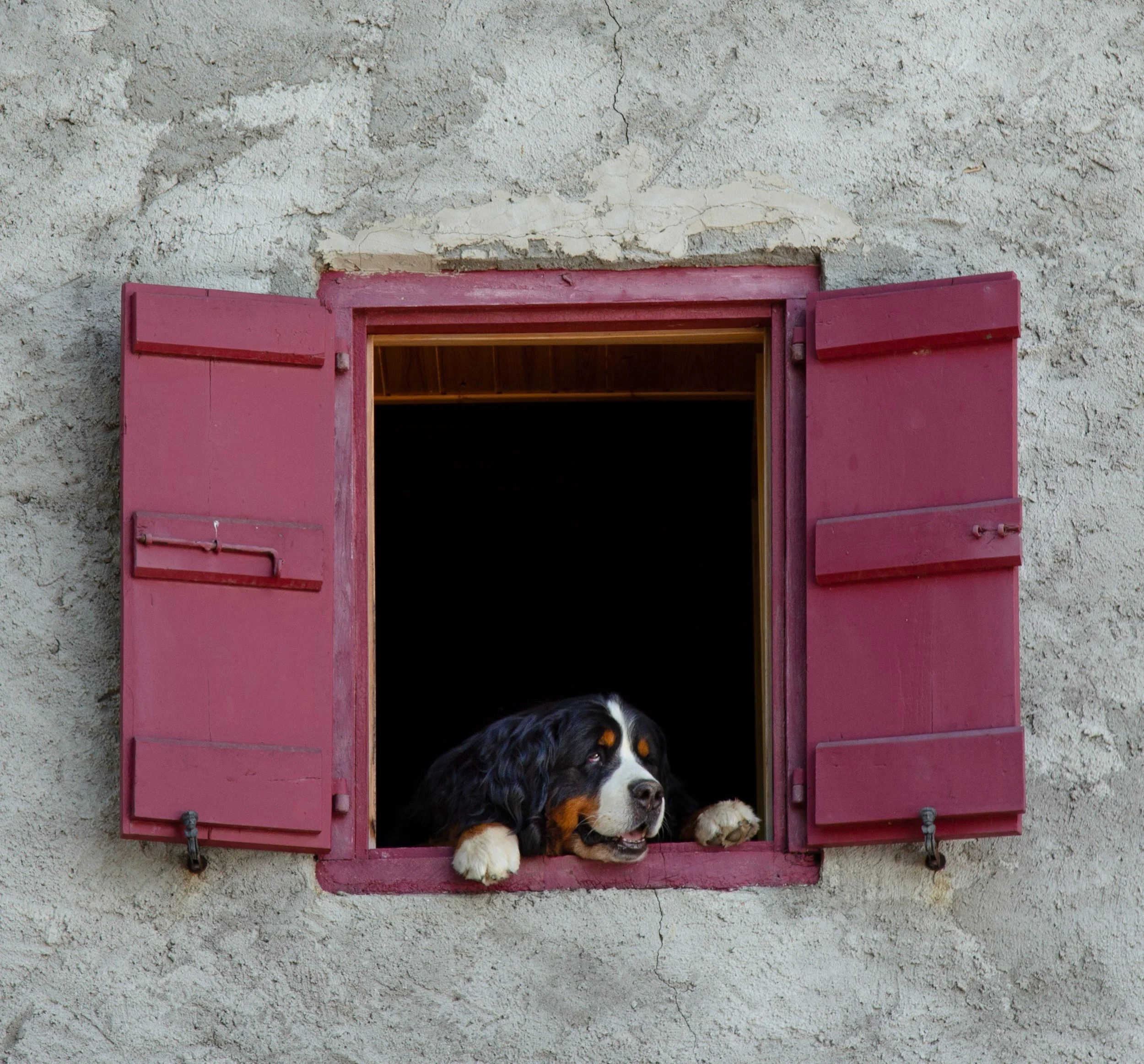 Hyperattachement, anxiété de séparation et solitude : pourquoi votre chien ne supporte pas vos absences ?