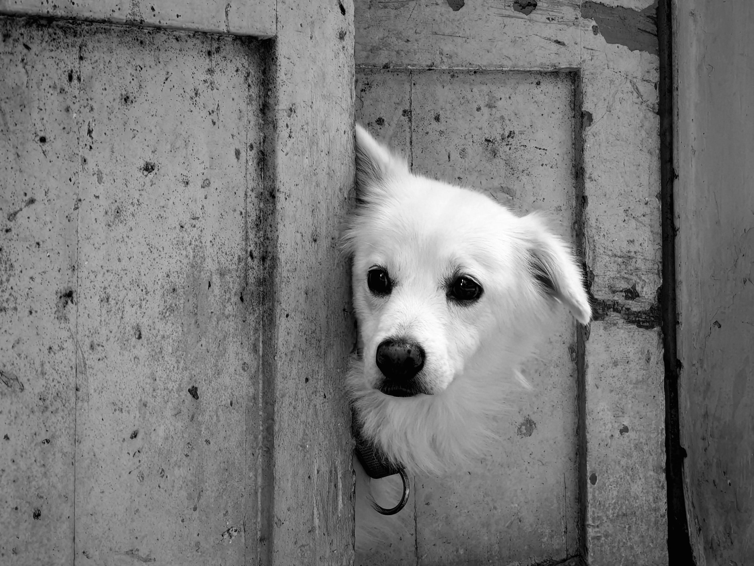Tous les chiens qui supportent mal les départs sont-ils anxieux ?