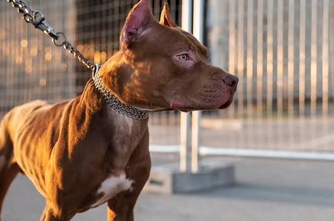 Chien réactif : comprendre pourquoi il réagit et comment l'aider