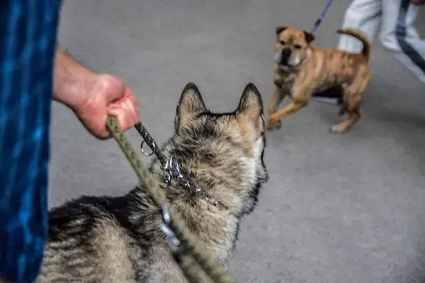 Chien réactif ou agressif : quelle différence ?