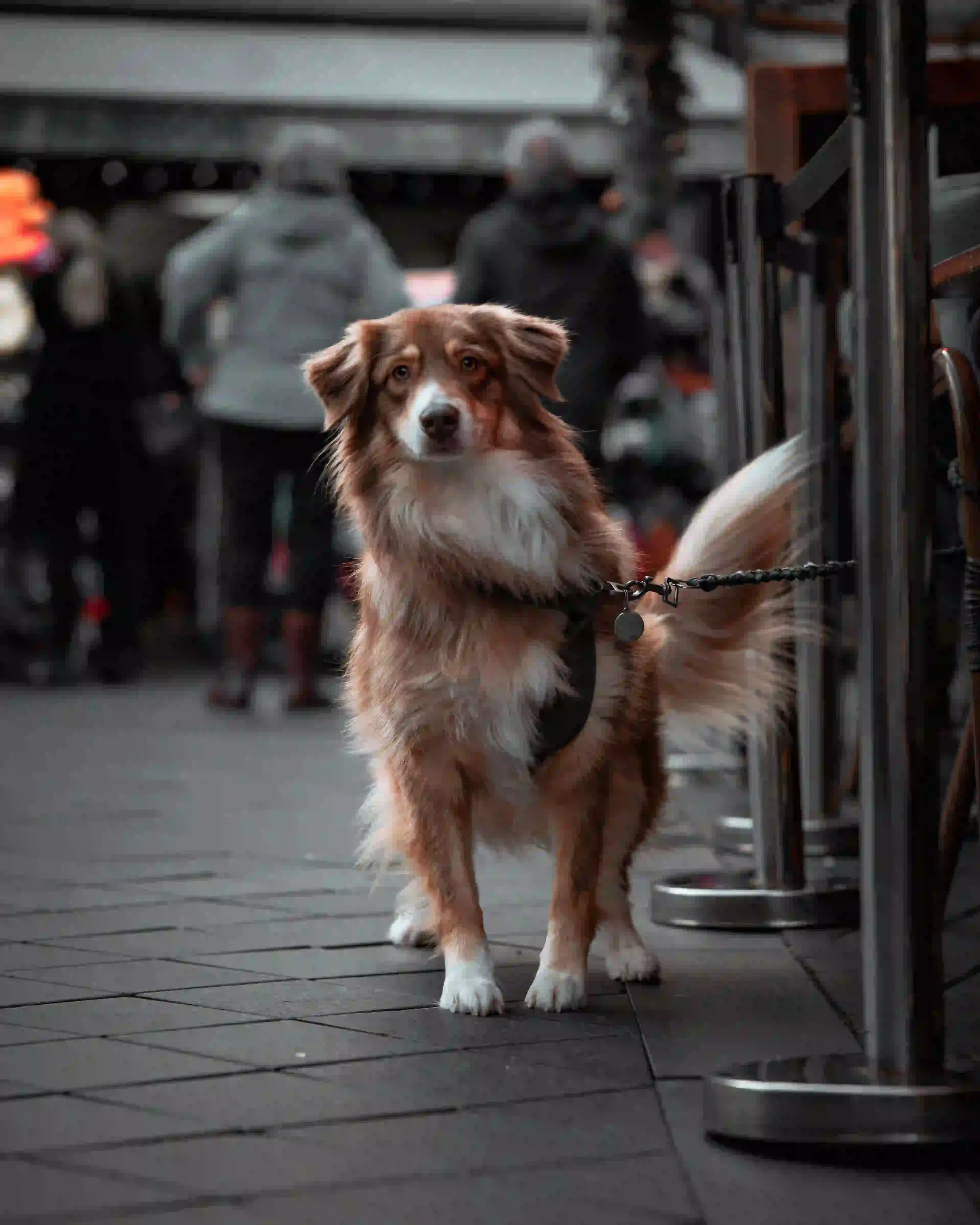 Mon chien aboie et se jette sur les autres chiens : pourquoi ?