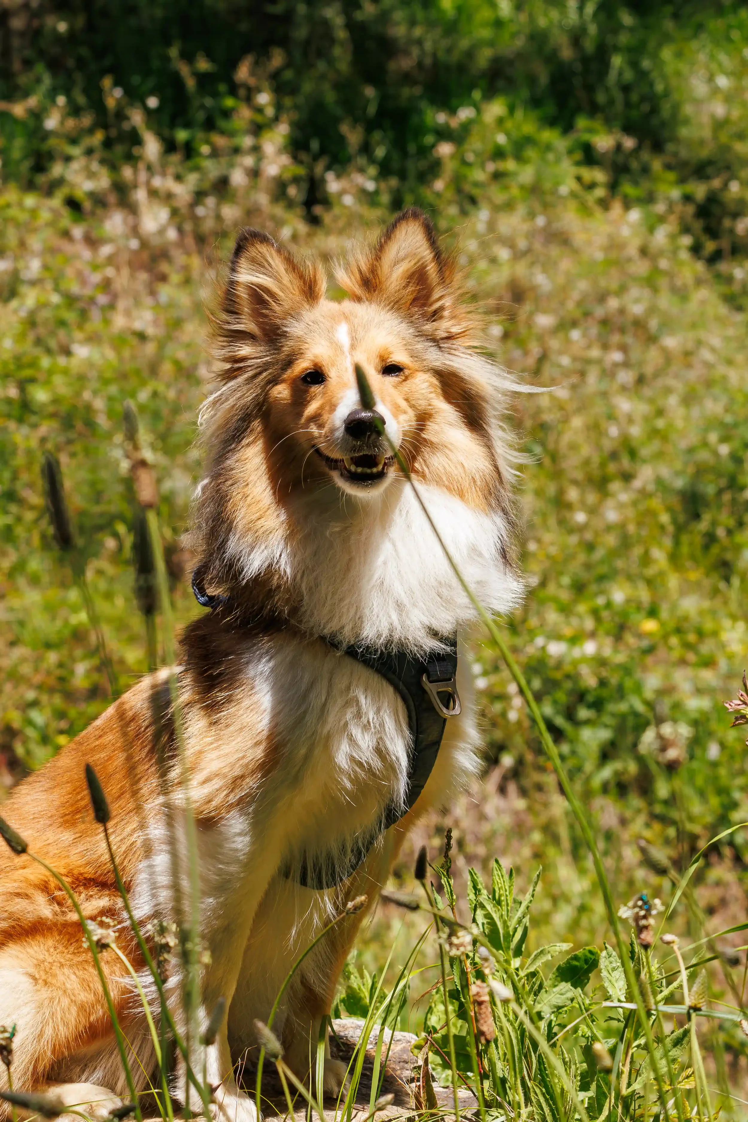 berger des shetland, Kaya, photo à l'extérieur