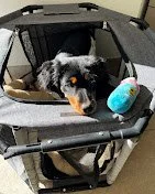 Chiot épagneul breton lors d'un bilan à domicile