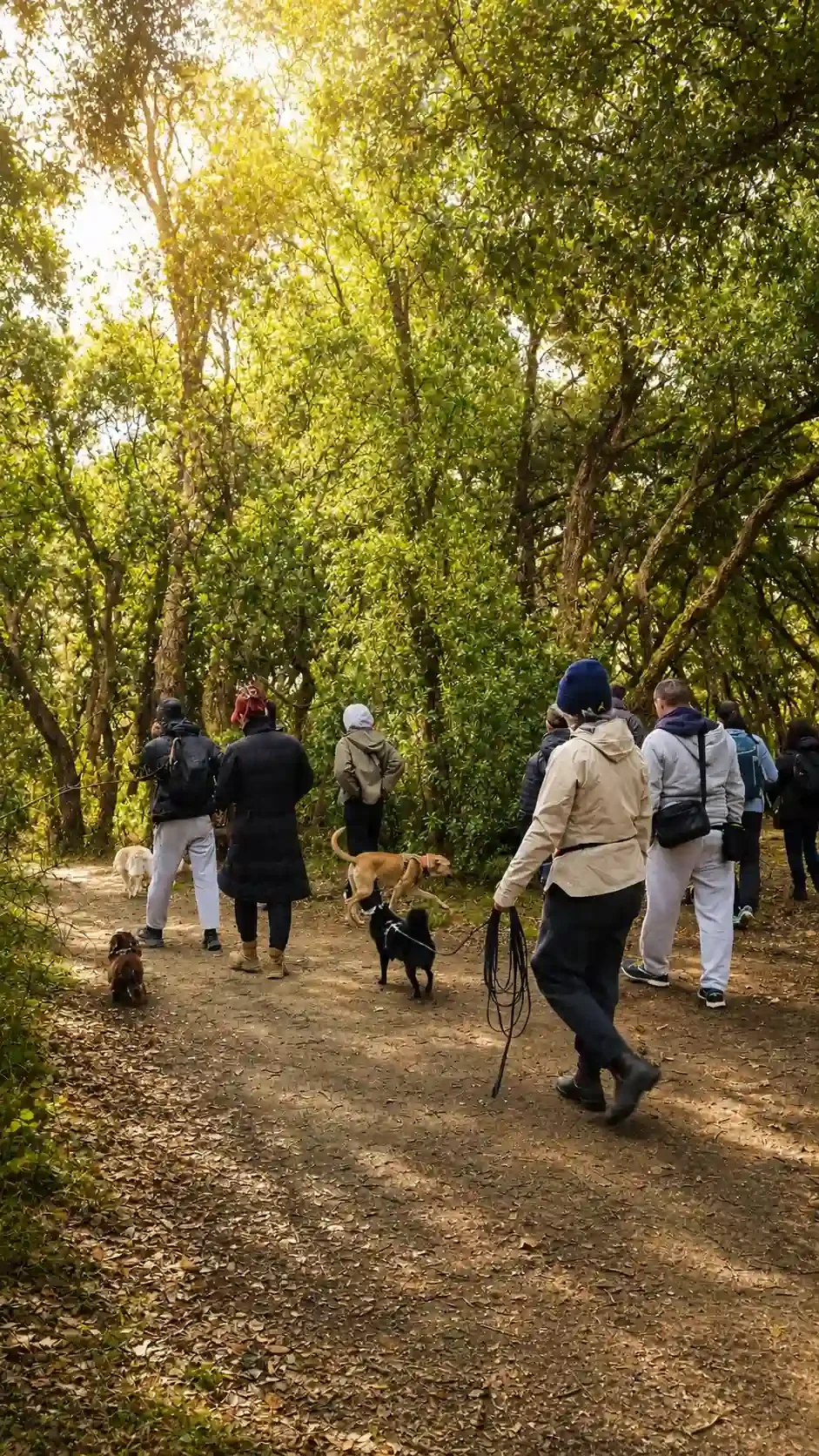 Participants profitant d'une balade éducative collective organisée par un éducateur comportementaliste canin dans les Alpes-Maritimes.