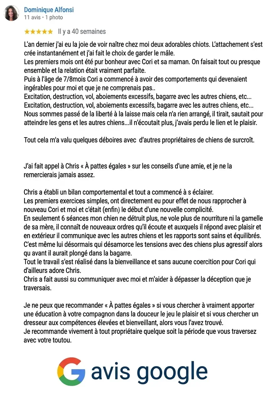 Avis Google publié par Dominique Alfonsi, félicitant un chien nommé Cori pour ses progrès et le travail effectué avec son propriétaire pour corriger ses comportements.