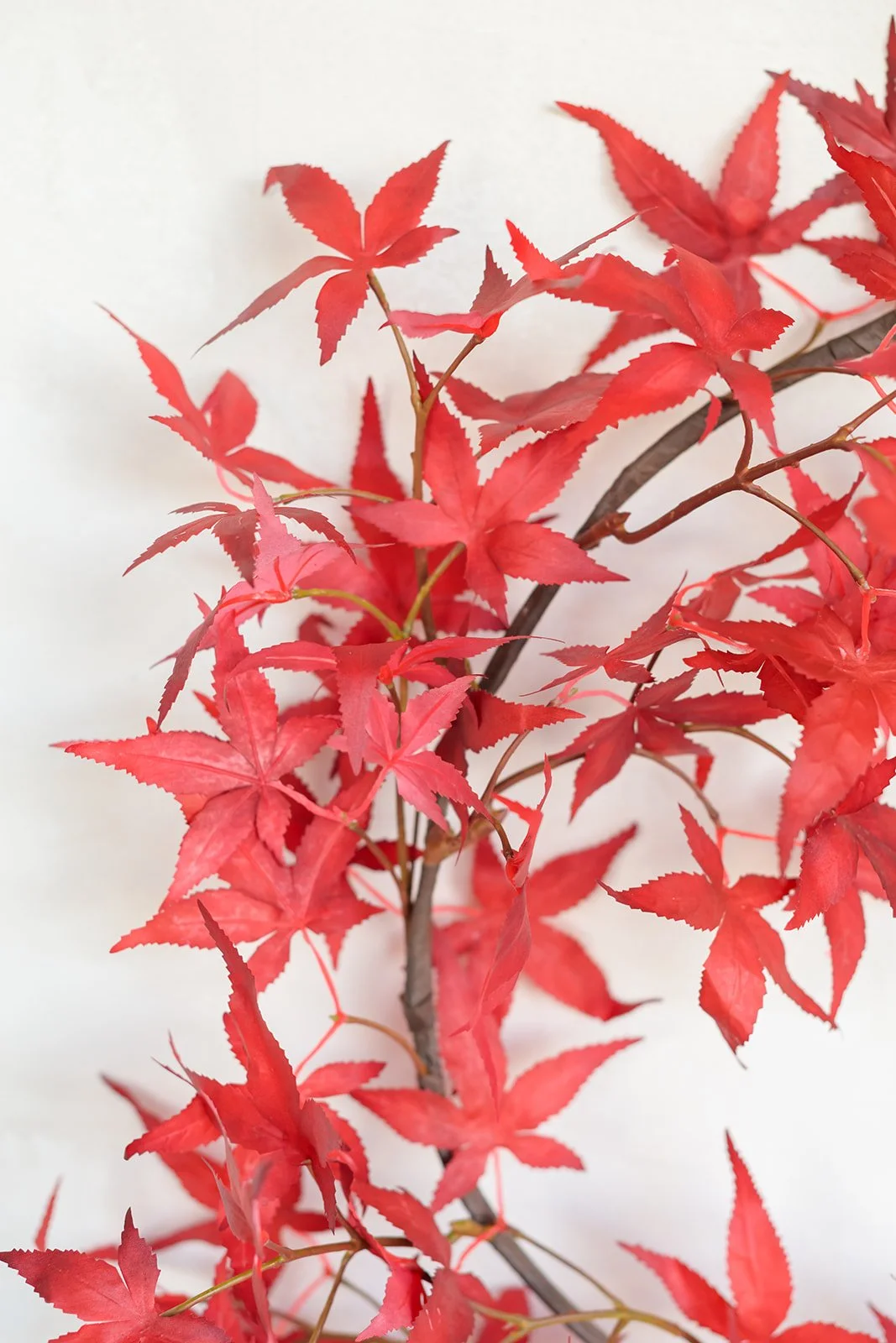 GALLERY - 2026-04-13 The Wreath Edit Brand Session-335.jpg