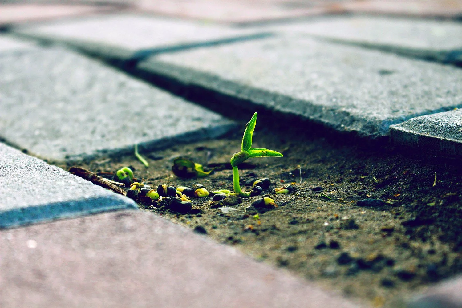 NEW SHOOTS - 16th Oct - 17.30-18.30