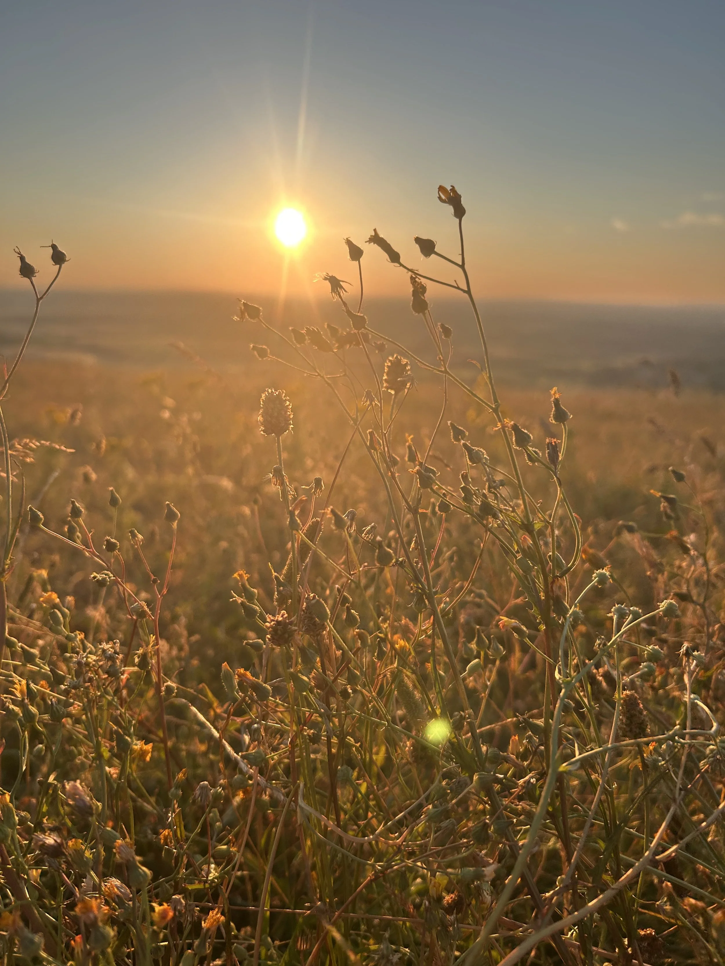 Wild plants and flowers in a field during sunset, with the sun low on the horizon and soft light illuminating the scene.