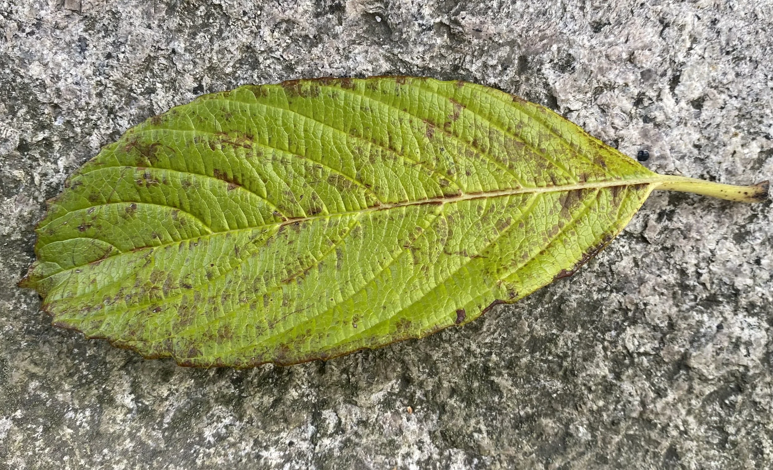 one leaf.jpeg