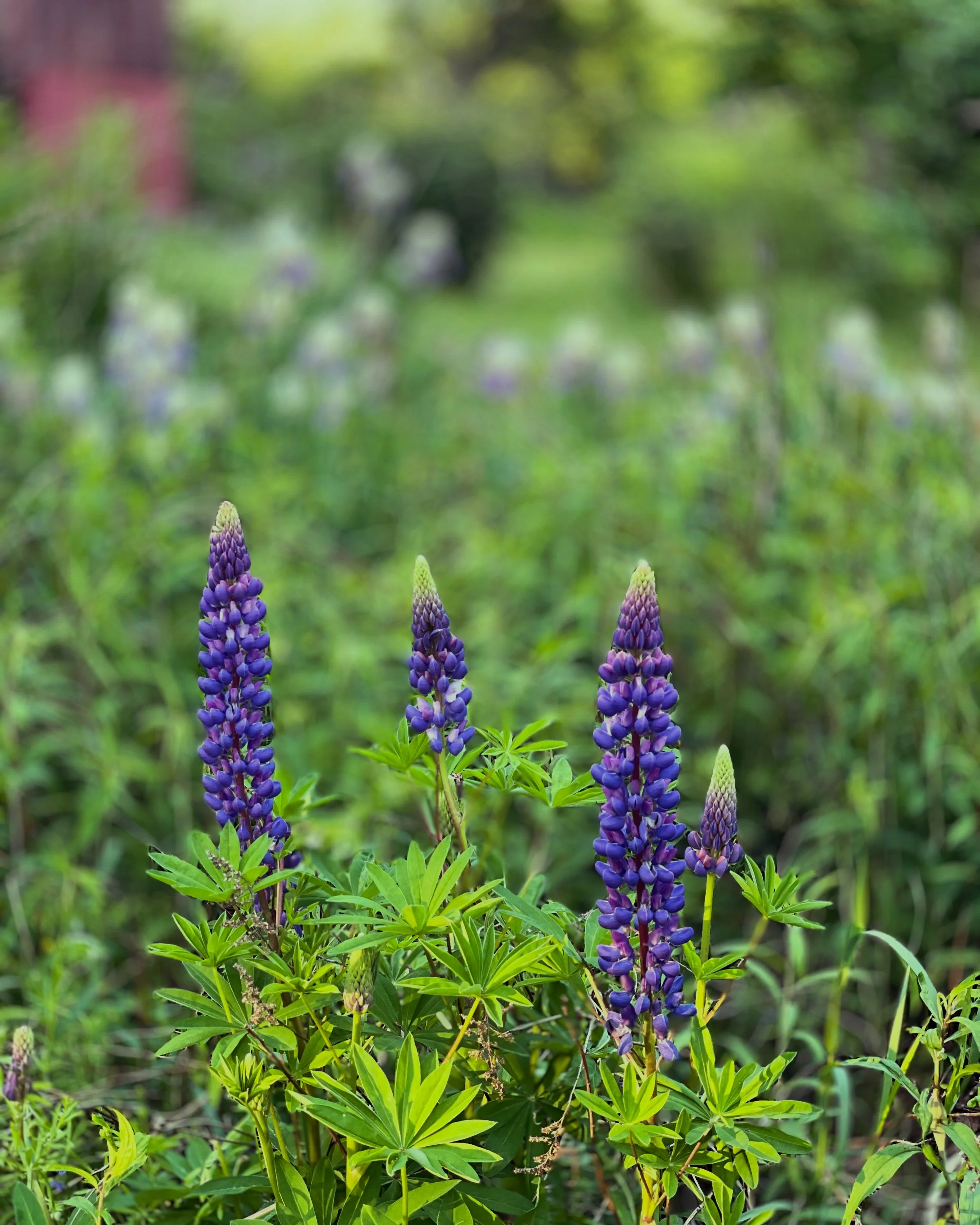 Close-up of tall purple flowers, possibly lupines, with green foliage and blurred background of greenery.
