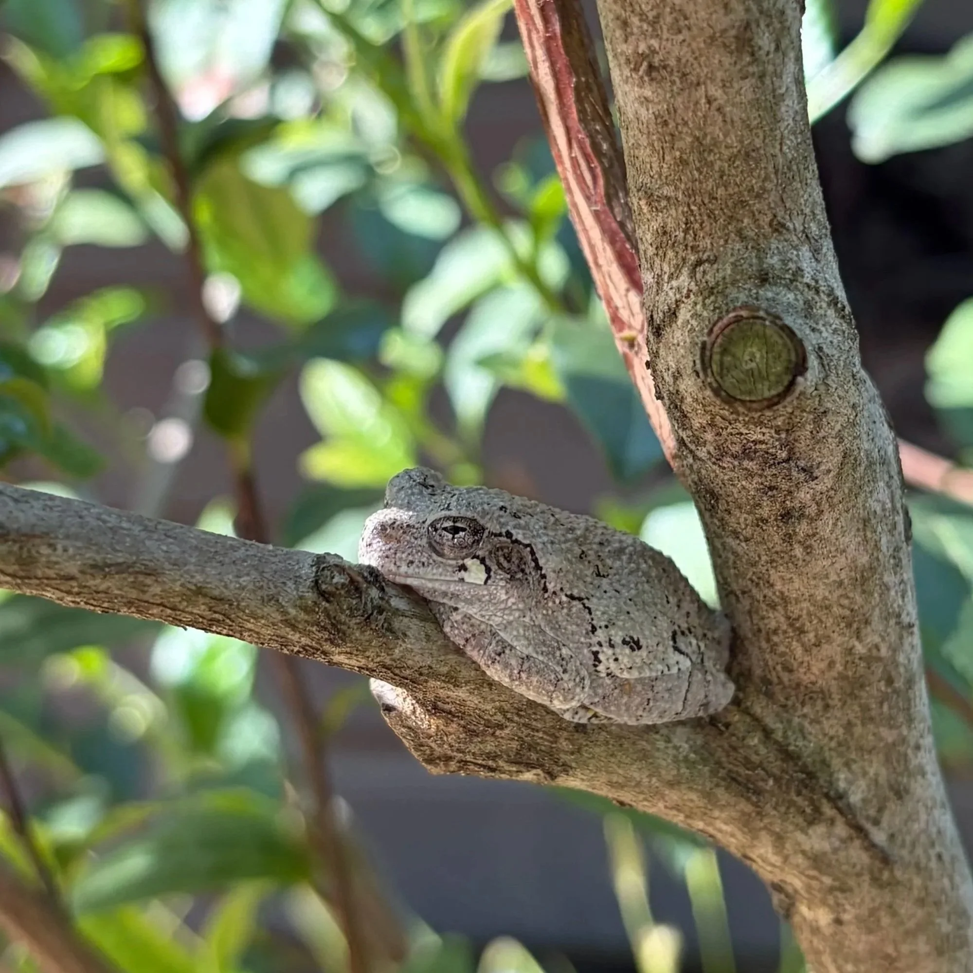 Cope's Gray Treefrog - Wing Haven in Charlotte, NC