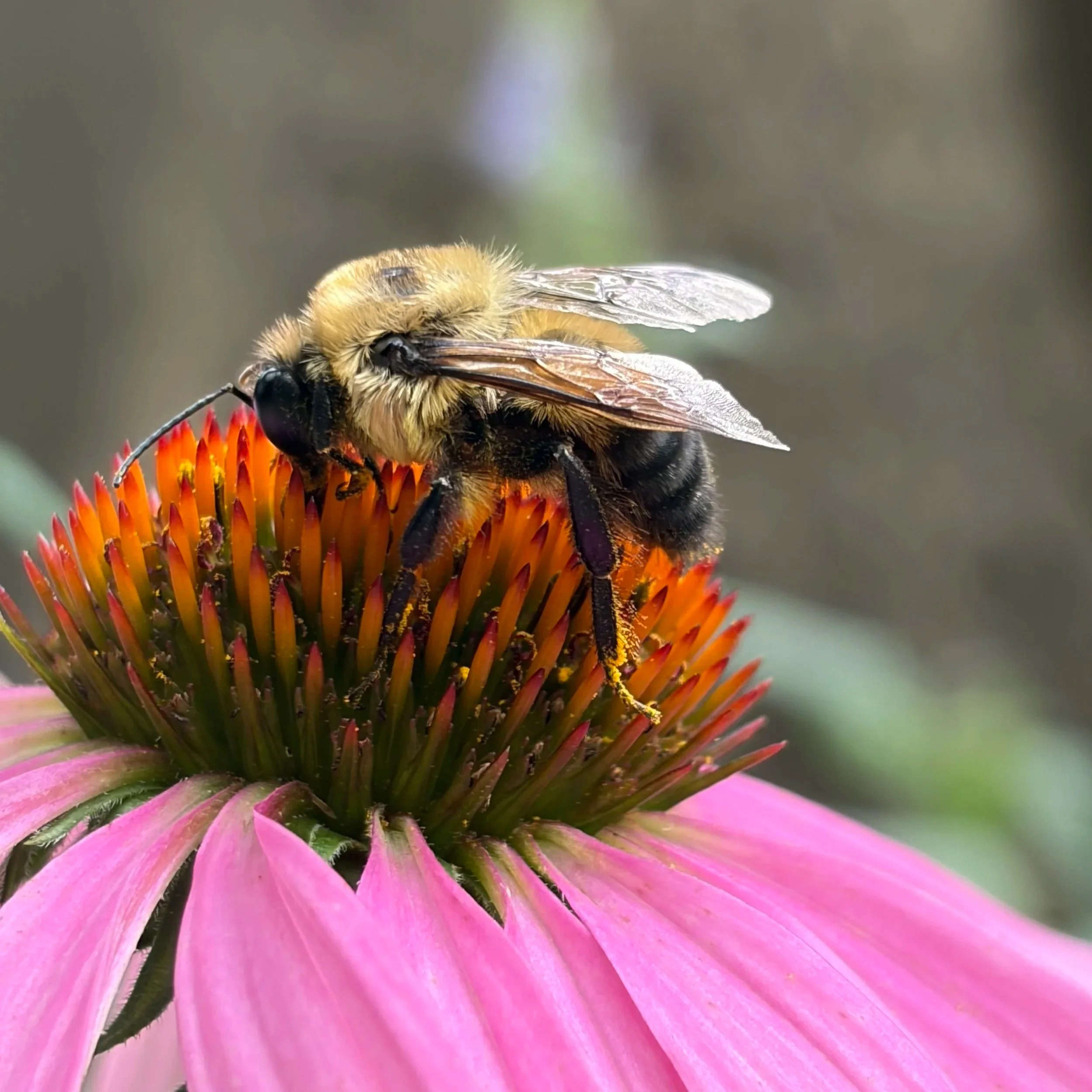 A bumblebee pollinating a purple coneflower at Wing Haven in Charlotte, NC