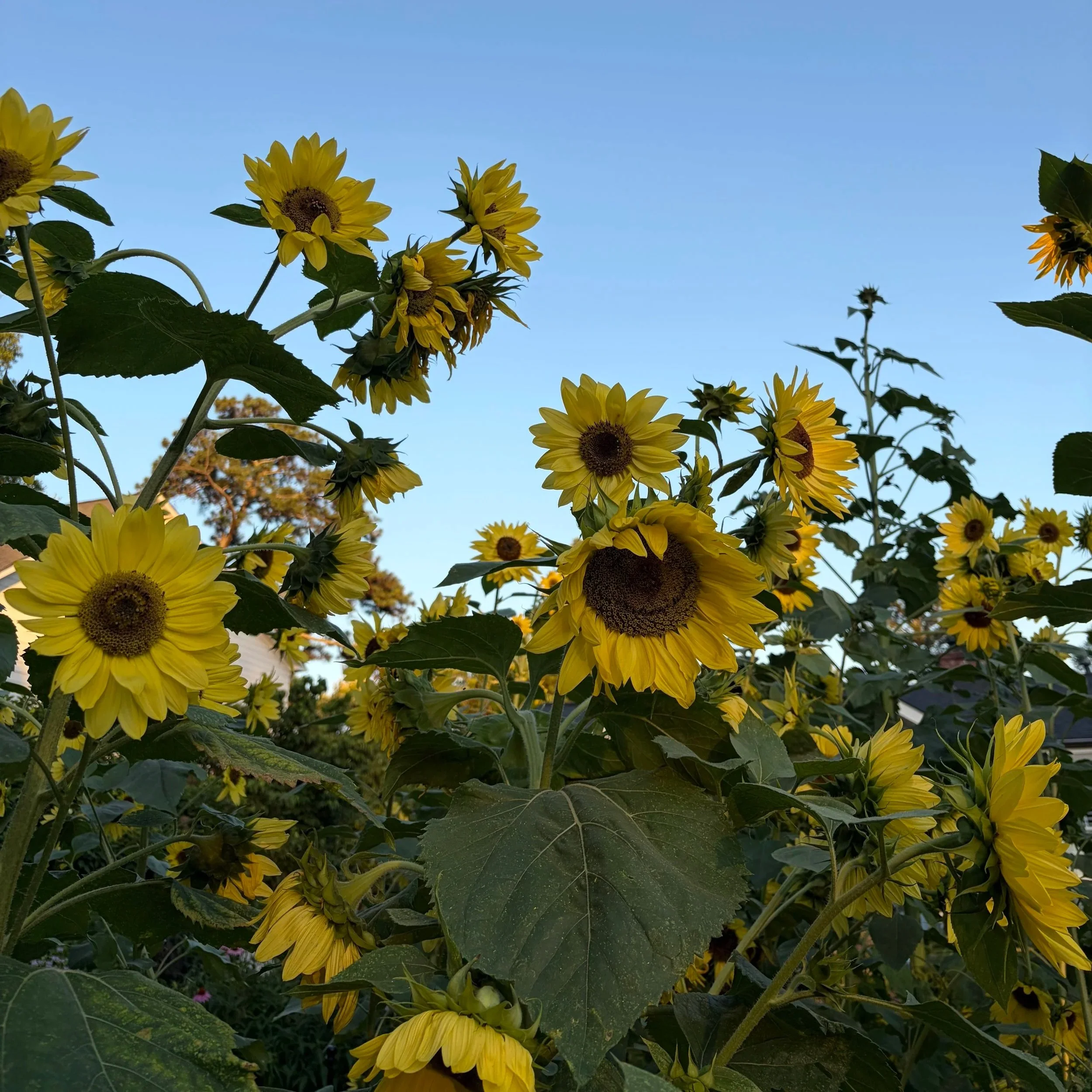 Sunflowers found in a Charlotte, NC neighborhood
