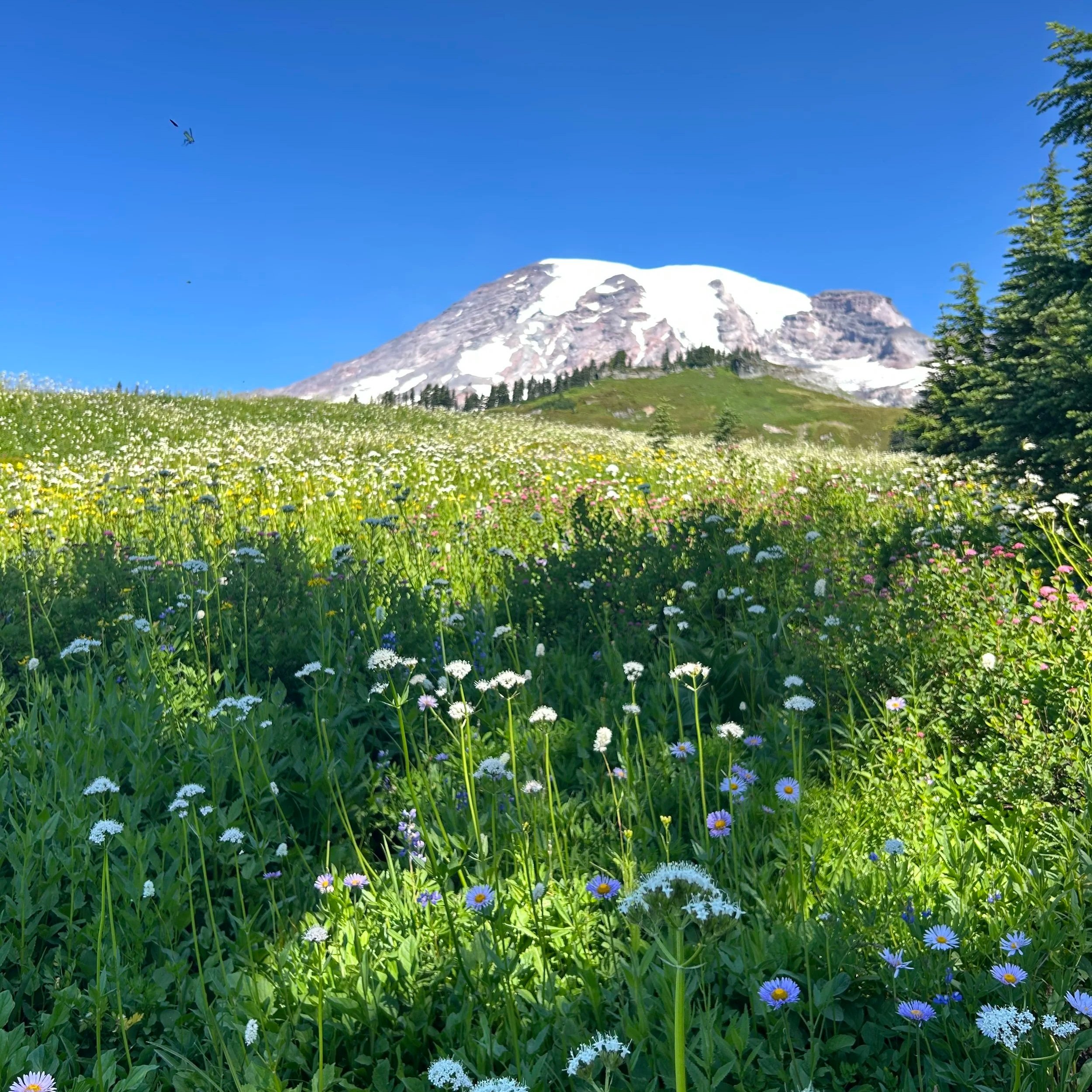 Mount Rainier, framed by Washington's wildflowers 